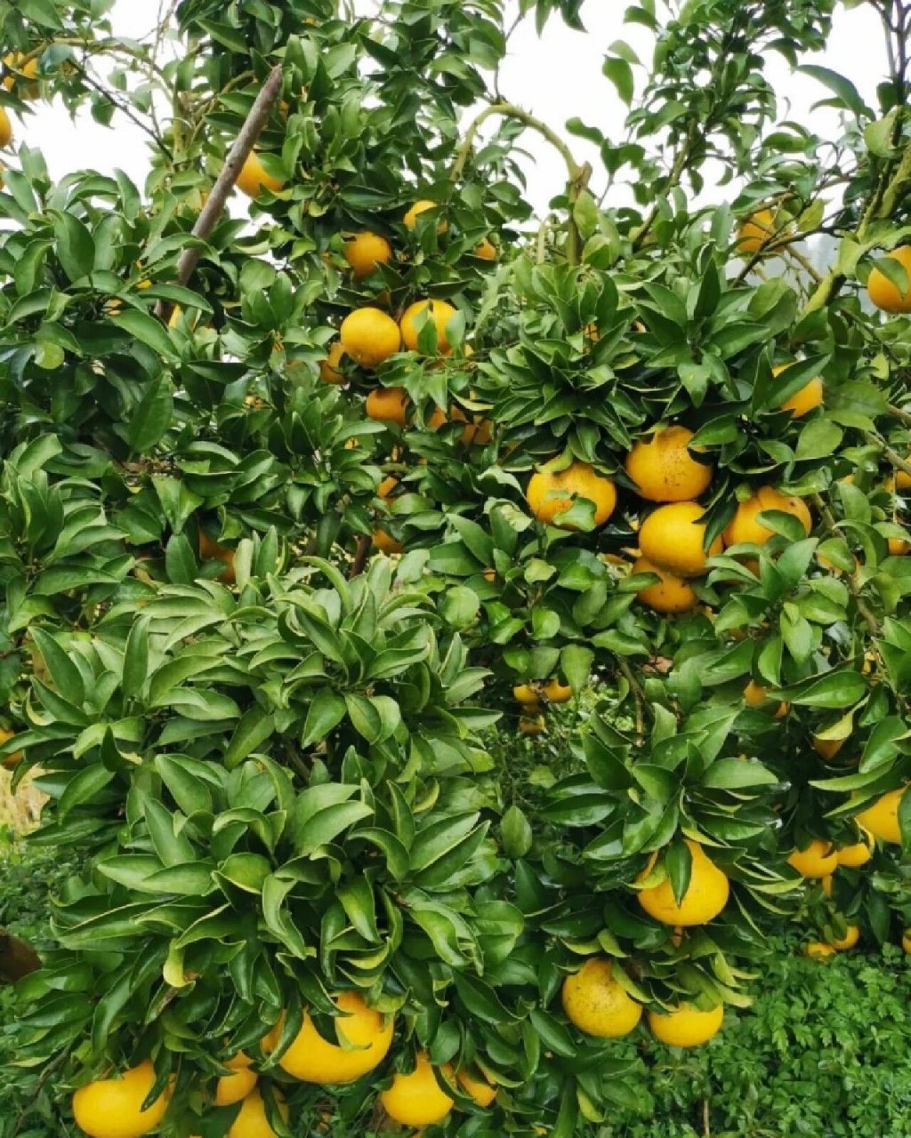 阳光一号桔柚 柑橘新品种:阳光1号桔柚果大饱满,色泽黄金,单果重量在