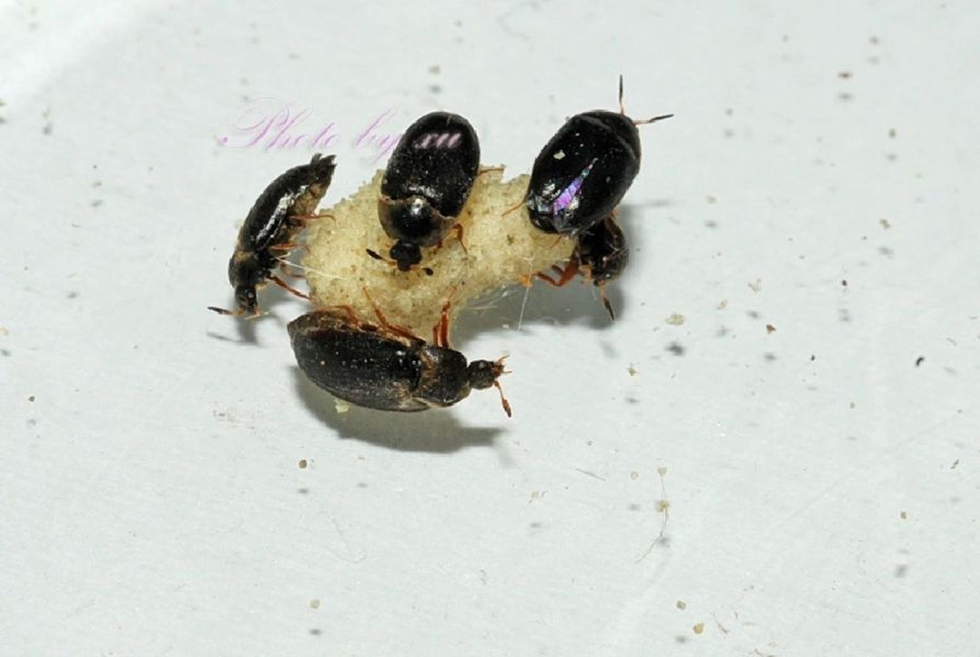 每日一虫~黑皮蠹 学名:黑皮蠧 科属:皮蠹科 拉丁