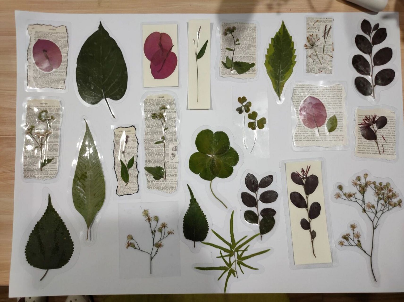 自制鲜花树叶书签78 做了好多啦! 这么一看好有成就感啊!