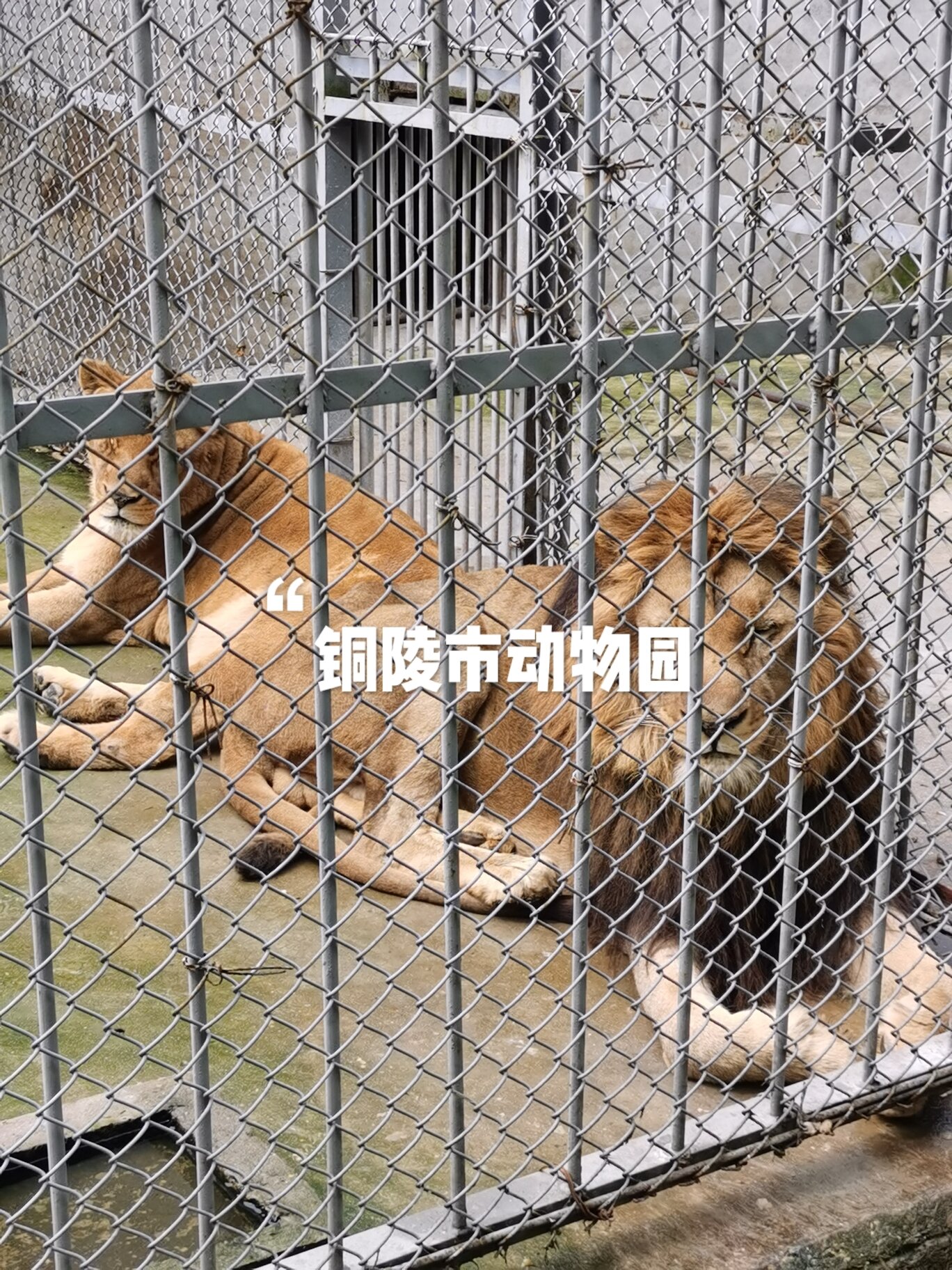 打卡铜陵市动物园