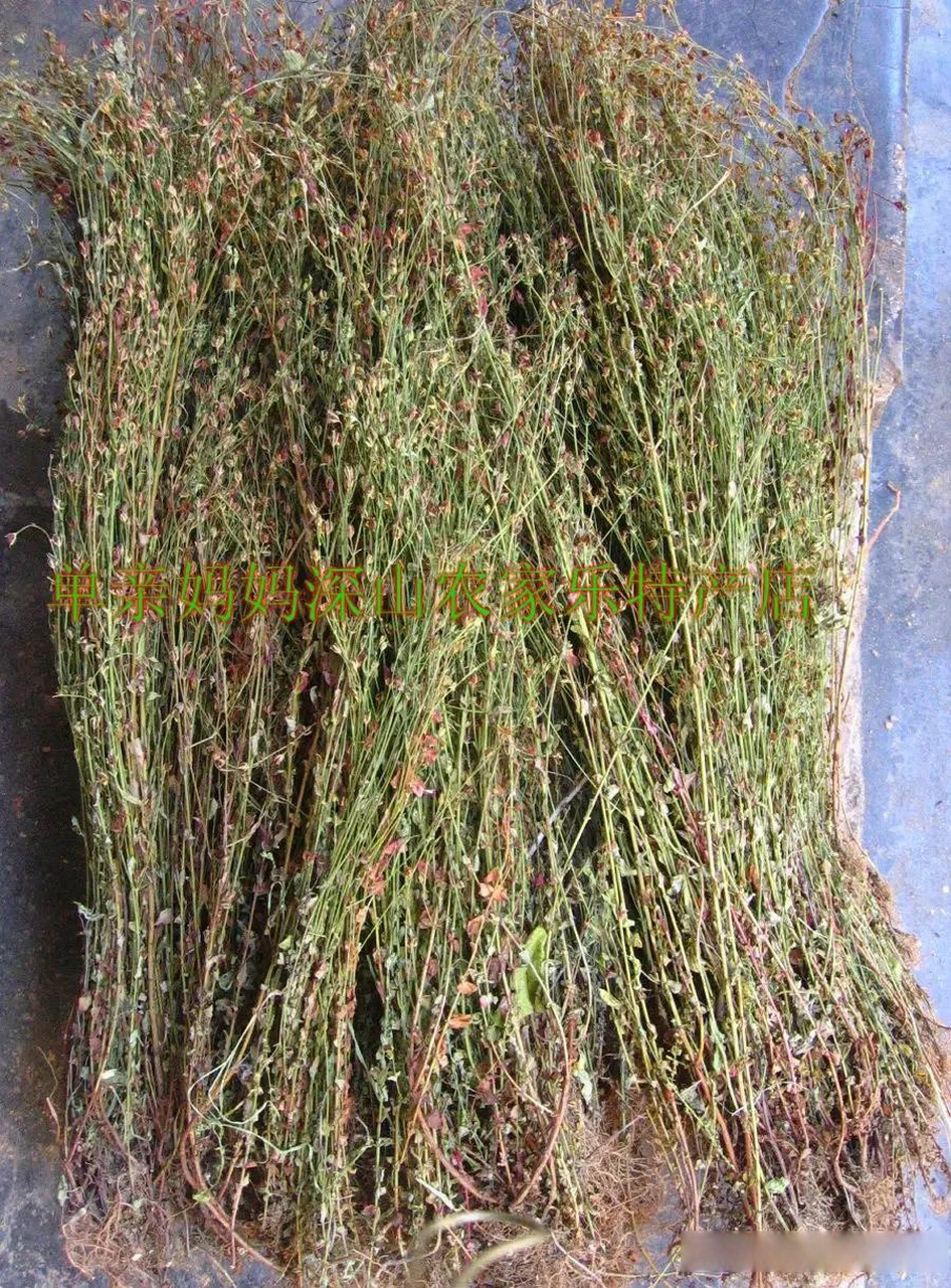 田边到处都有田基黄草药!因为离我家不远,所以我有空时都会去找草药!