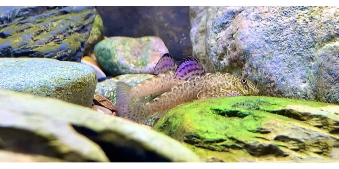 宽头拟腹吸鳅 宽头拟腹吸鳅,(pseudogastromyzon laticeps)平鳍鳅科