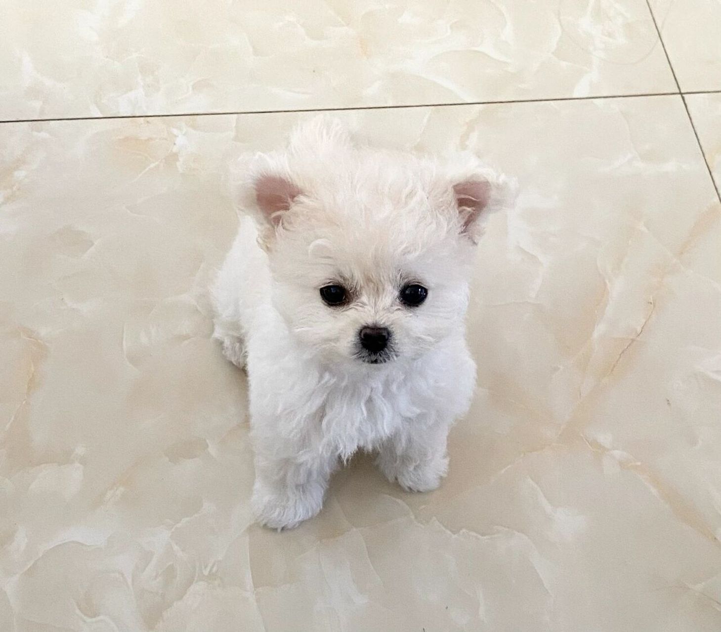 "飞耳"比熊与"米奇耳"比熊 今天带各位辨别一下"飞耳"比熊与"米奇耳"