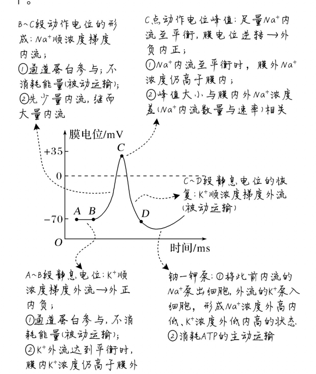 静息电位和动作点位图像分析