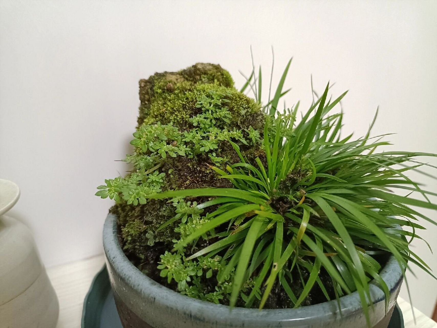 自己种了一盆菖蒲盆景,放在桌上真是养眼!