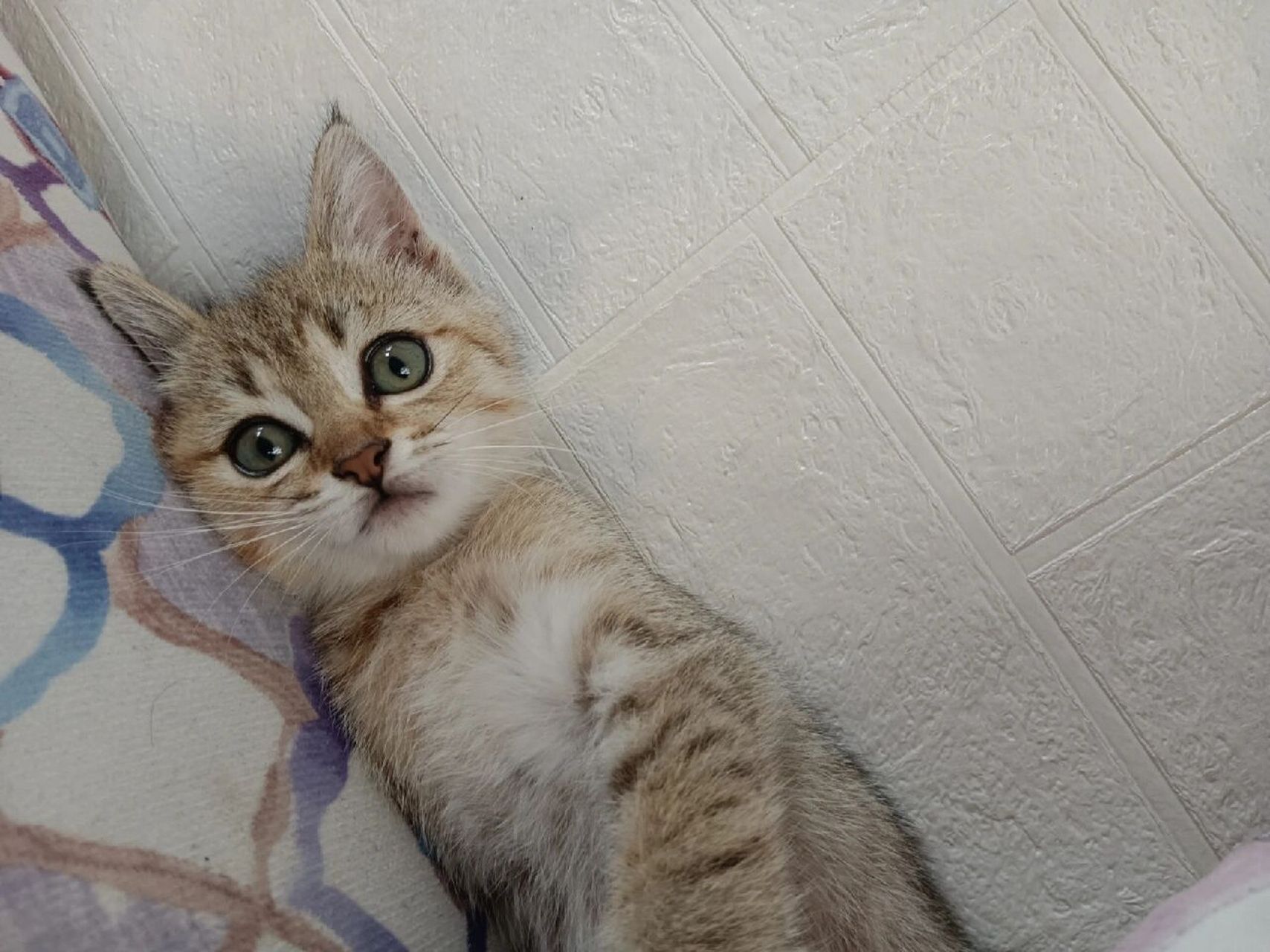 金渐层?串串?狸花猫? 不知道是什么品种?很淘气!