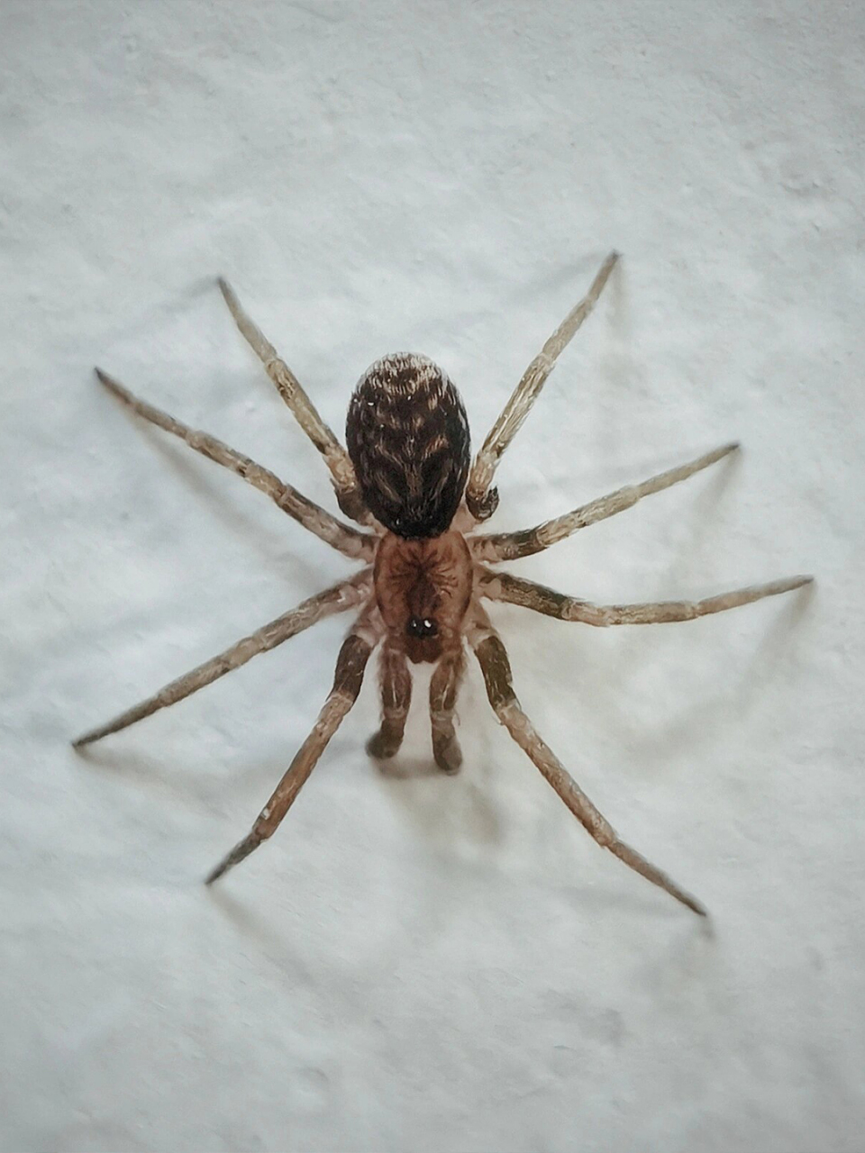 农村常见的大蜘蛛图片 9915 农村的大蜘蛛图片来啦!