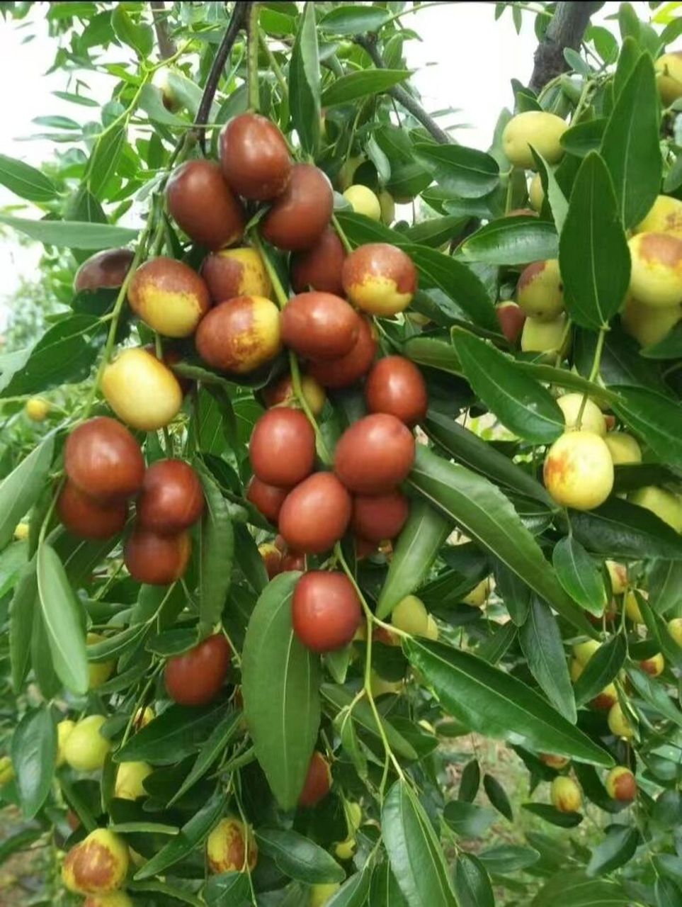 预售    沂蒙山野生大酸枣现在现发新鲜直达 生活在上大山的酸枣,这是