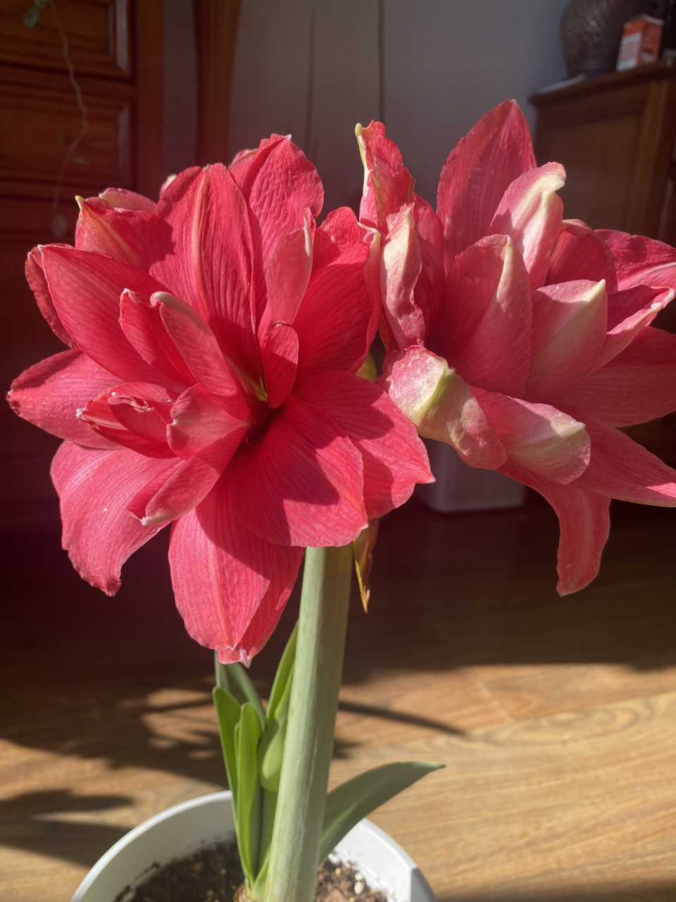 糖果仙女朱顶红 玫红色重瓣的经典品种,非常纯净的玫红色,无其他颜色