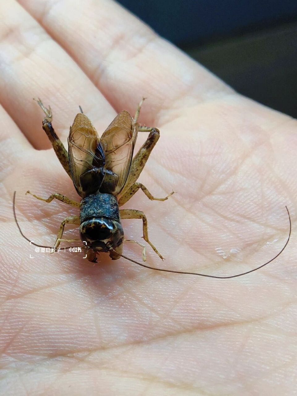 中华斗蟋——国产斗蟋050505 中华斗蟋,又名迷卡斗蟋(学名