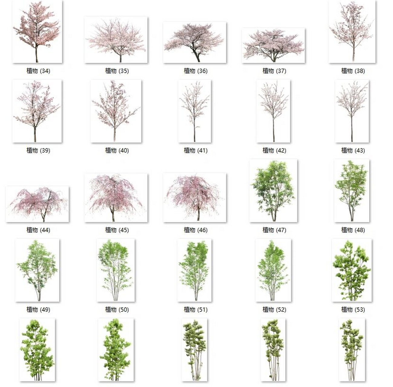 植物平面图对应立面图图片