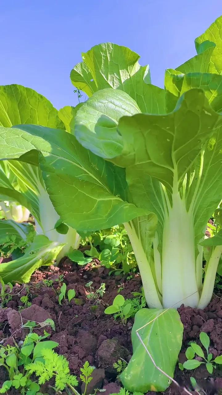 田园生活 新鲜蔬菜园里,绿意盎然的生菜,自然生长,健康美味