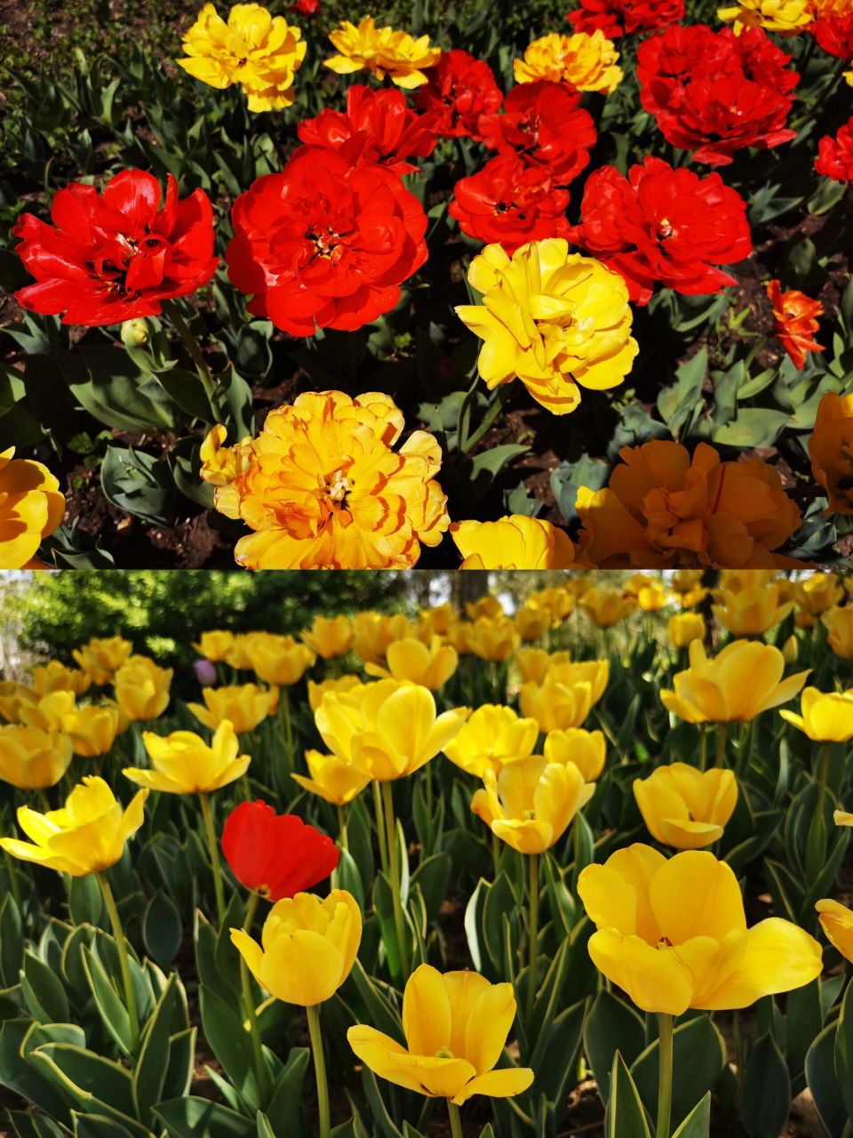 北京免费公园-奥森公园‖野餐‖赏花‖攻略 96人间最美四月天,北京