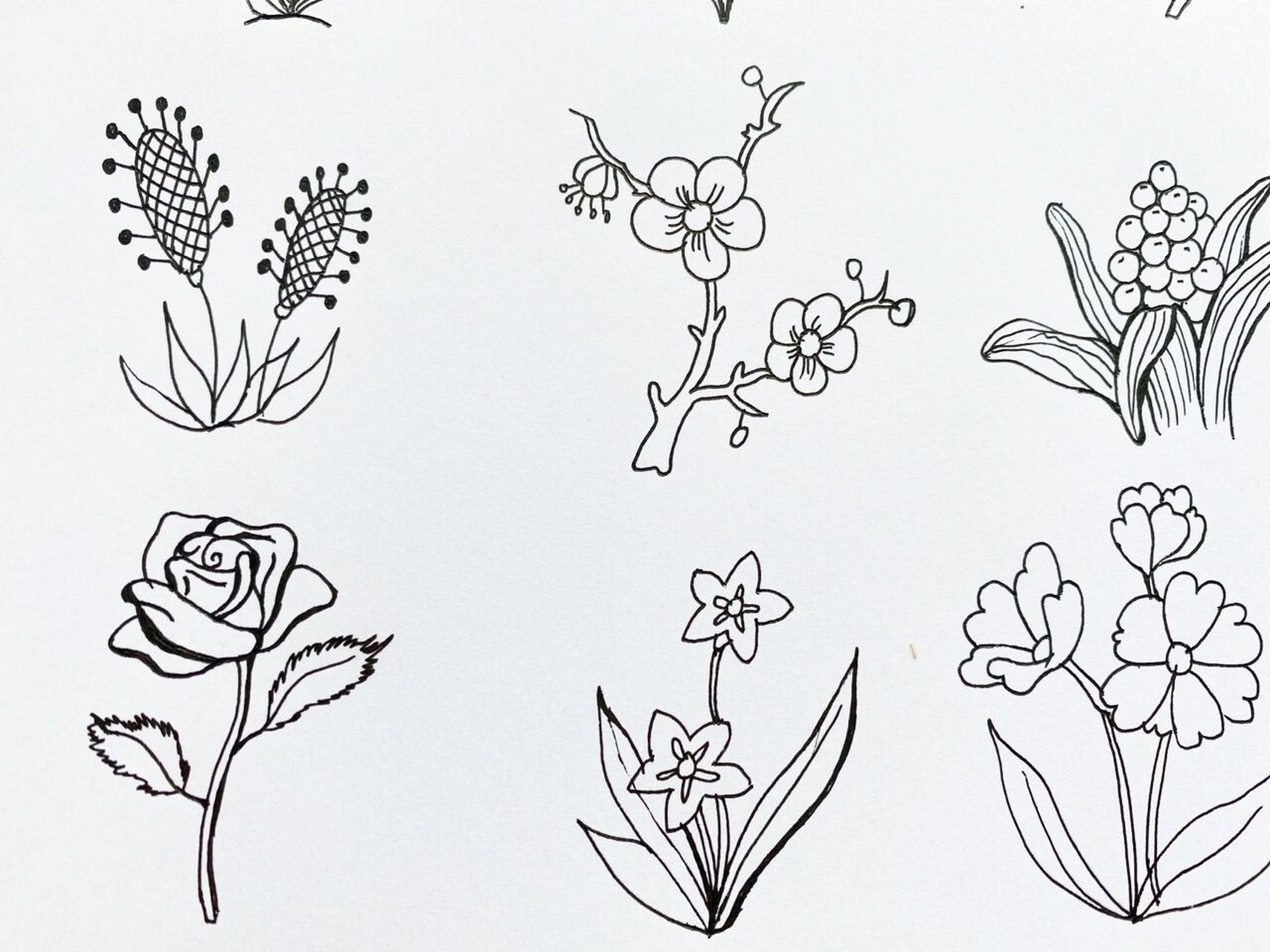 复杂简笔画花卉图片