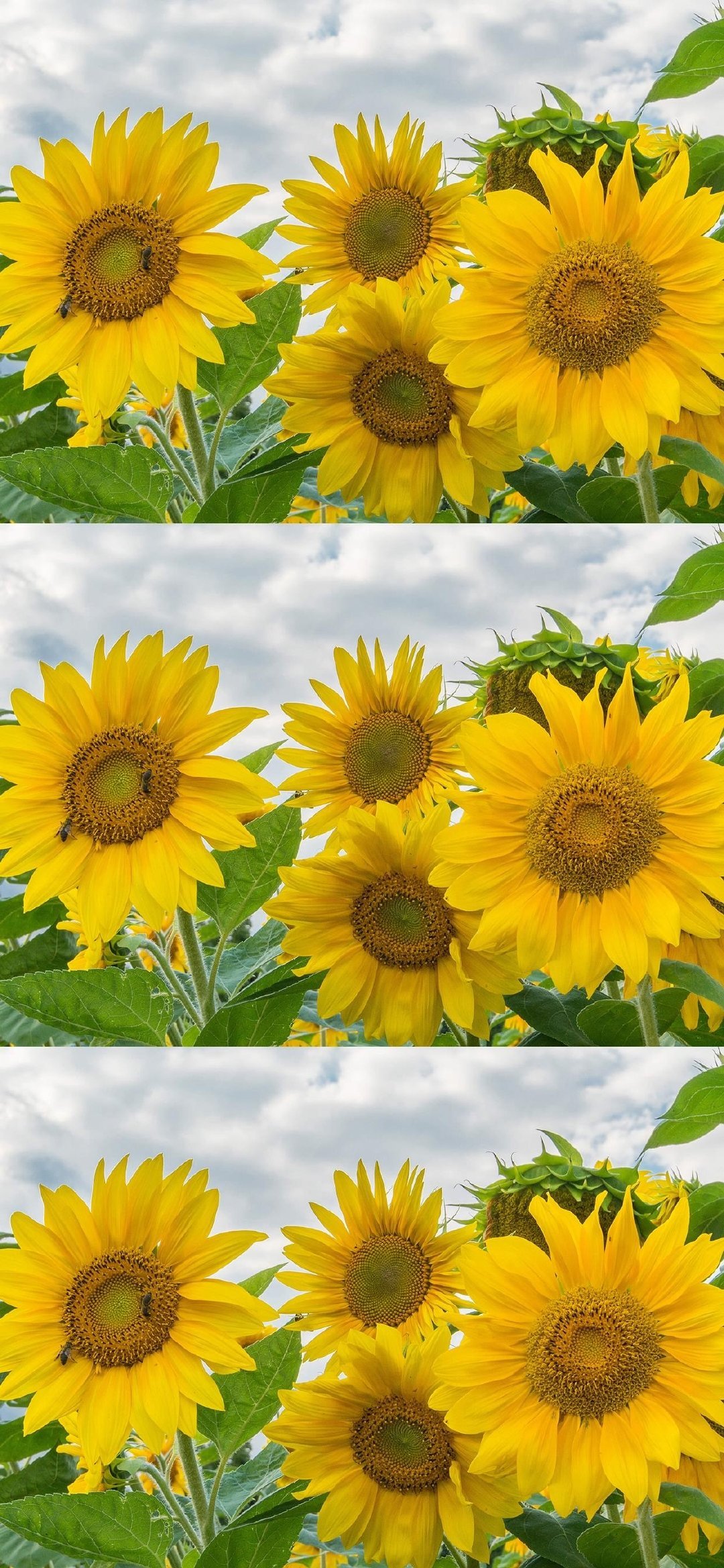 向日葵三格拼接壁纸,无水印壁纸 要一直积极阳光的生活呀 #全民高考季