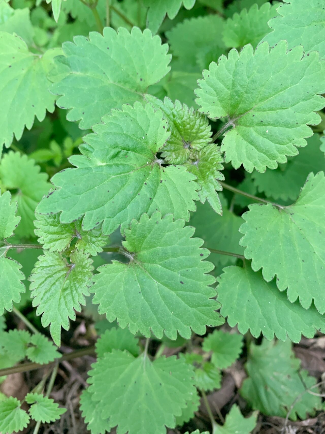 川金钱草别名图片