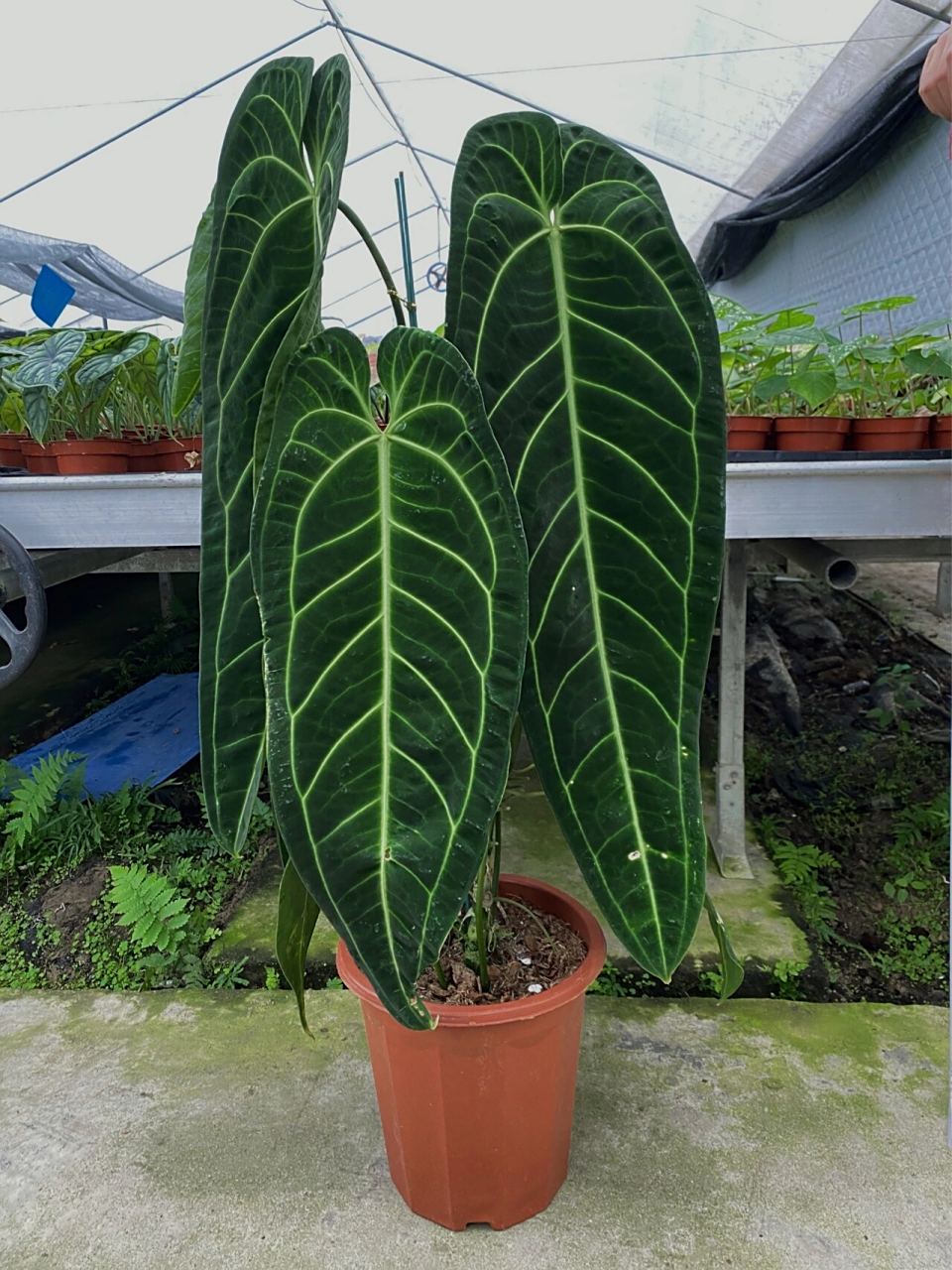 火鹤后花烛 anthurium warocqueanum 极品大货火鹤后花烛 anthurium