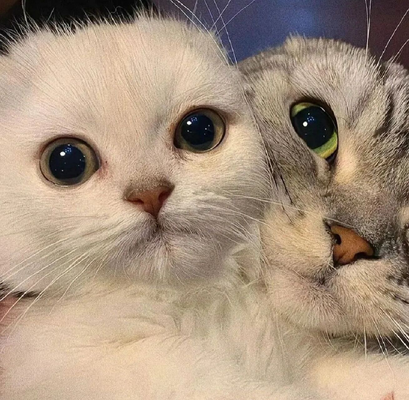 情侣头像可爱猫咪微信图片