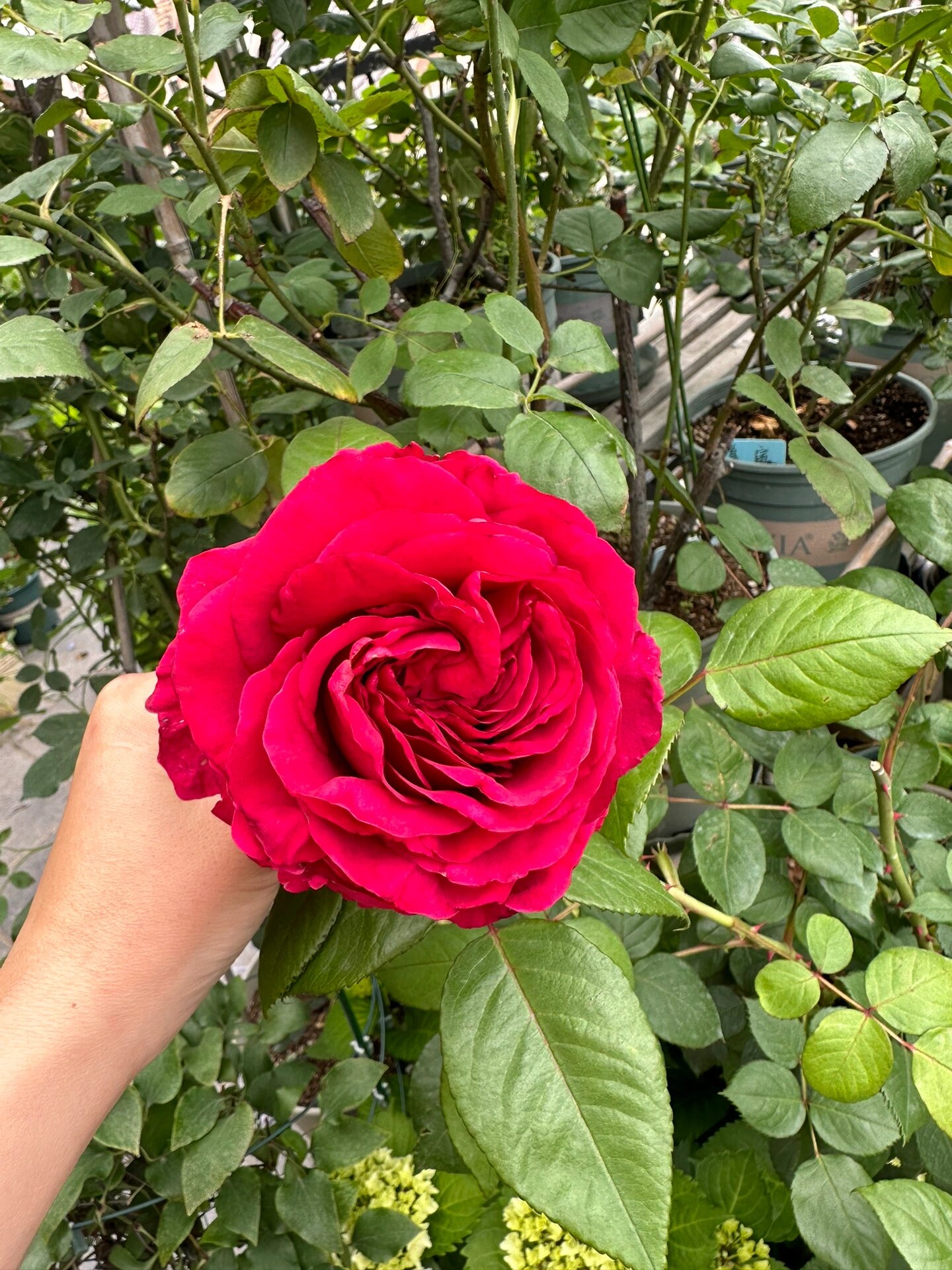 月季 风中玫瑰 以前有一盆肥伤仙去了,这盆是补货的,终于看到了春花