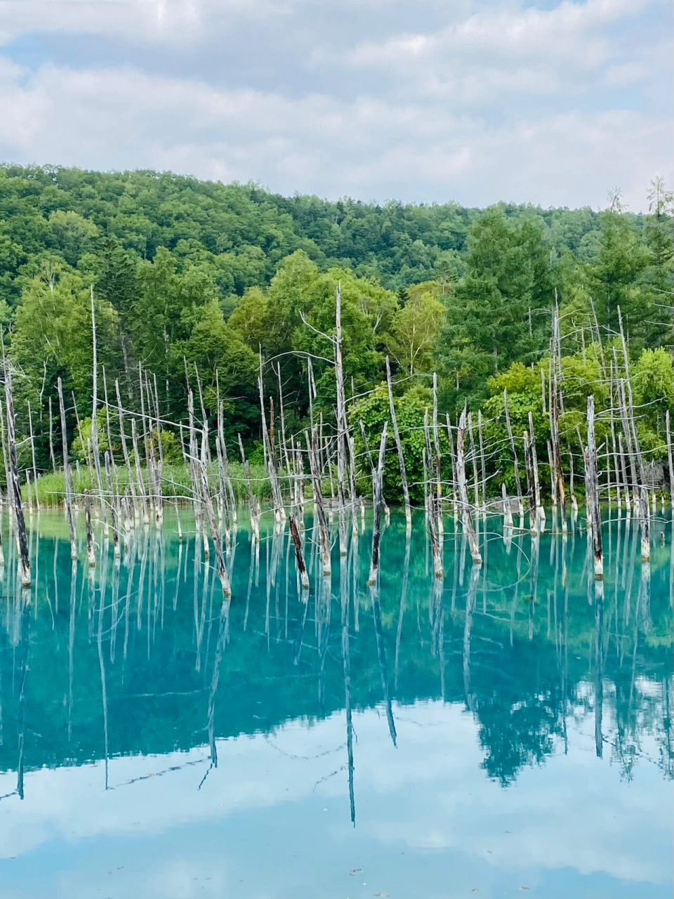 白金青池位于北海道美瑛町,也是每个去北海道旅游的人都必去打卡的网