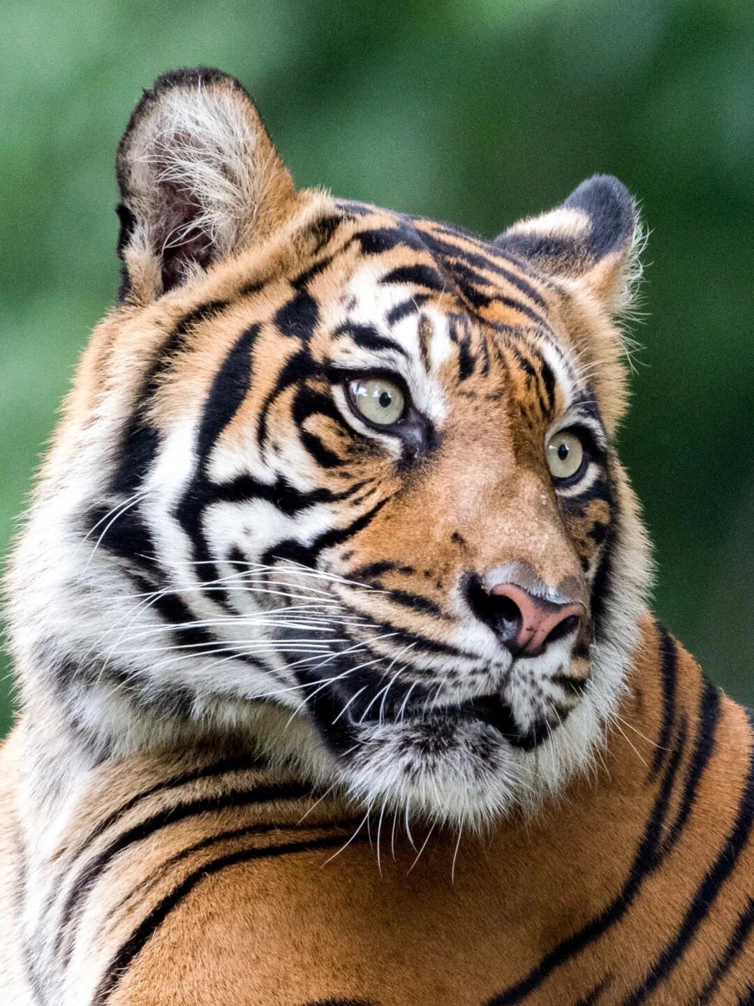 虎霸王壁纸,虎啸四方