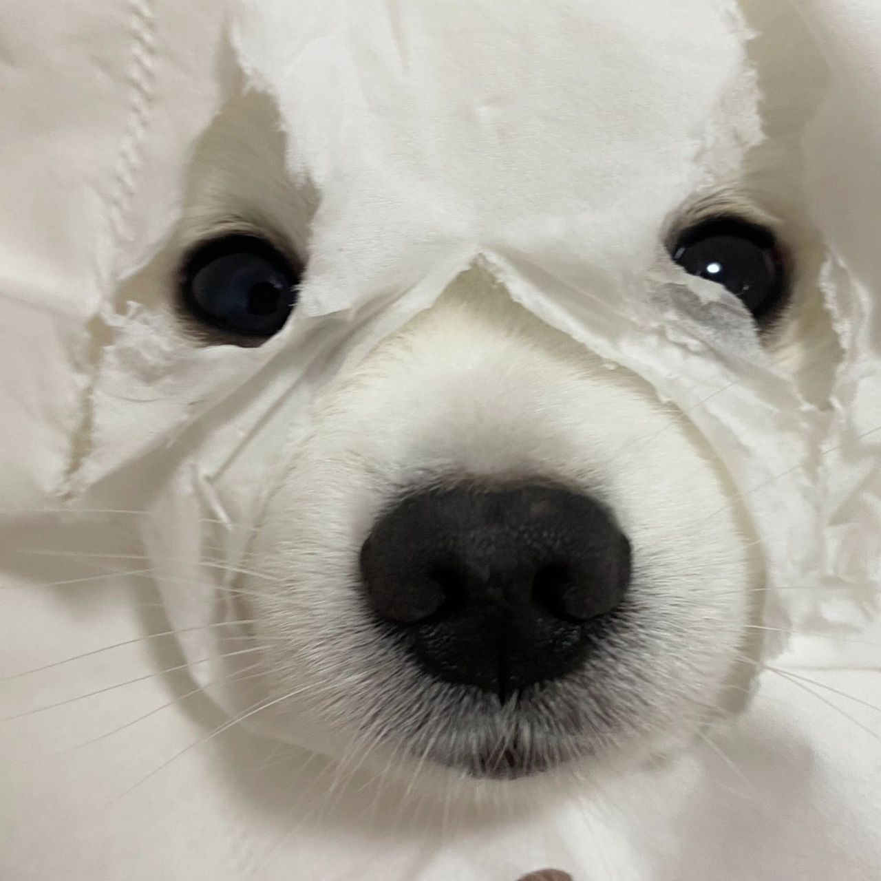 小狗搞笑头像哈哈哈哈哈 小狗搞笑头像哈哈哈哈哈 	 狗:你才是真的 9