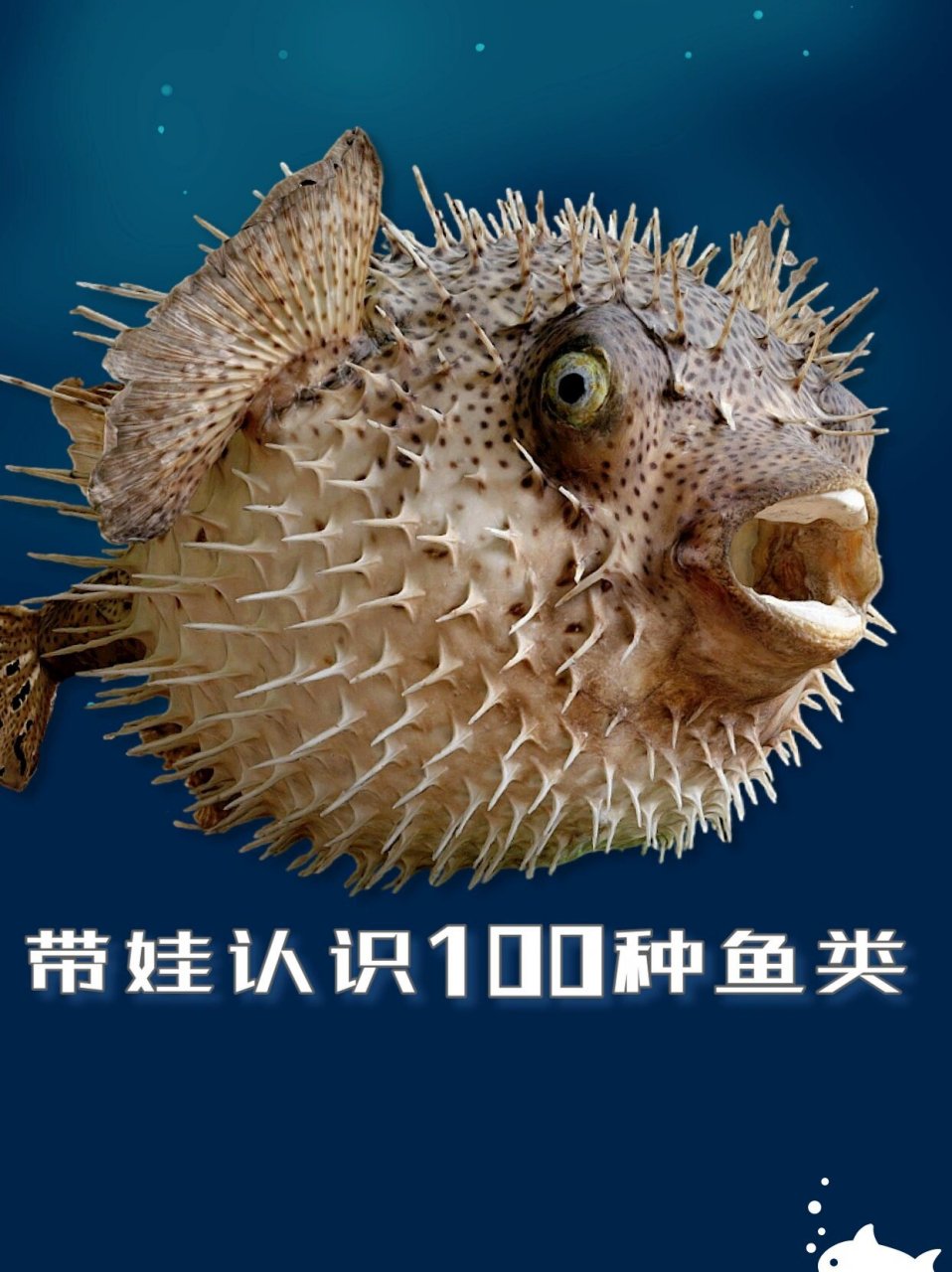 刺鲀的硬刺平时都是平贴在它的身上,看起来与别的鱼没有太大区别;但当
