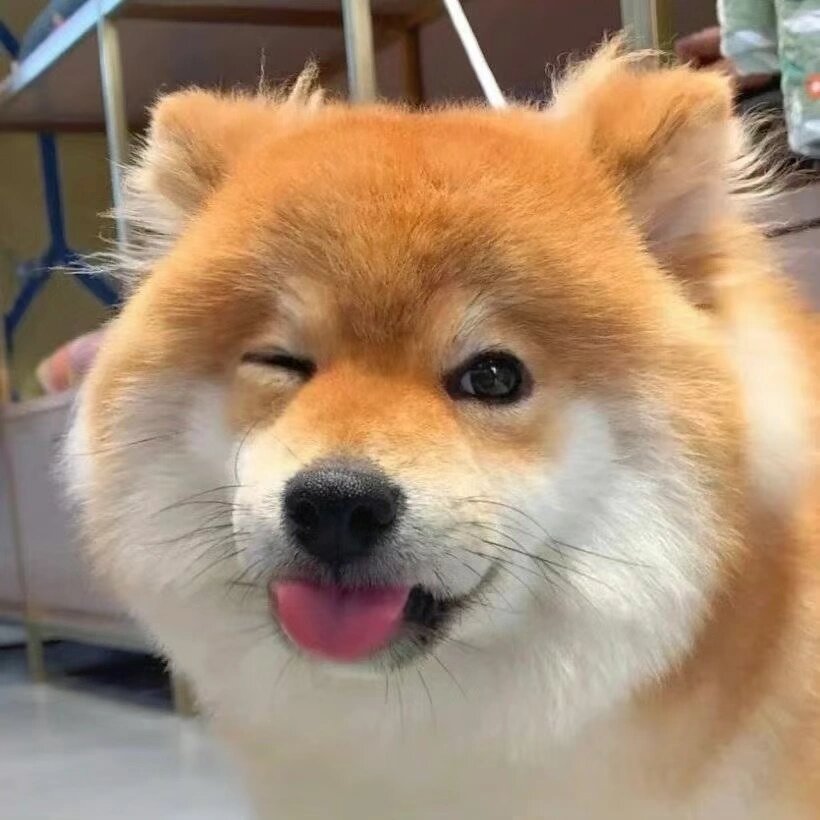 低调动物情侣头像无水印 最近想用的两组情头👫🥰🥰