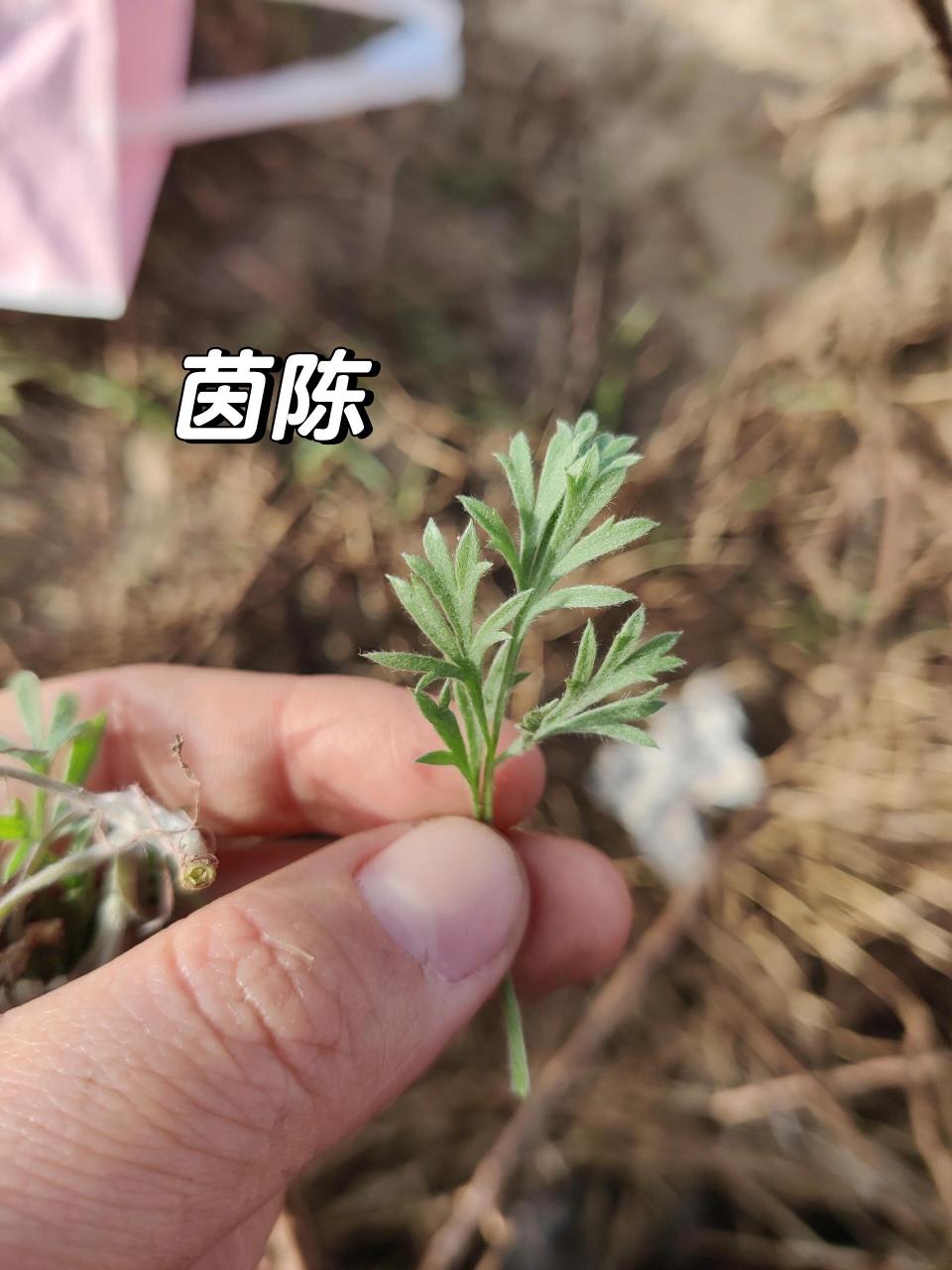 上次挖了2个小时,腰酸背痛,挖了一堆艾草回来 这次终于挖到"正版"了