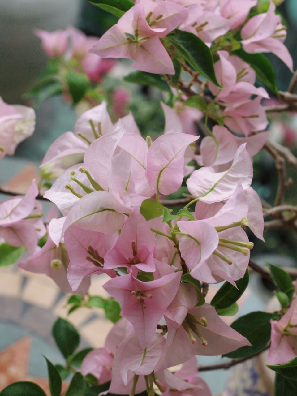 粉色系仙女三角梅-粉天使 粉天使的优点:花大,颜色仙,不掉花(风吹雨打