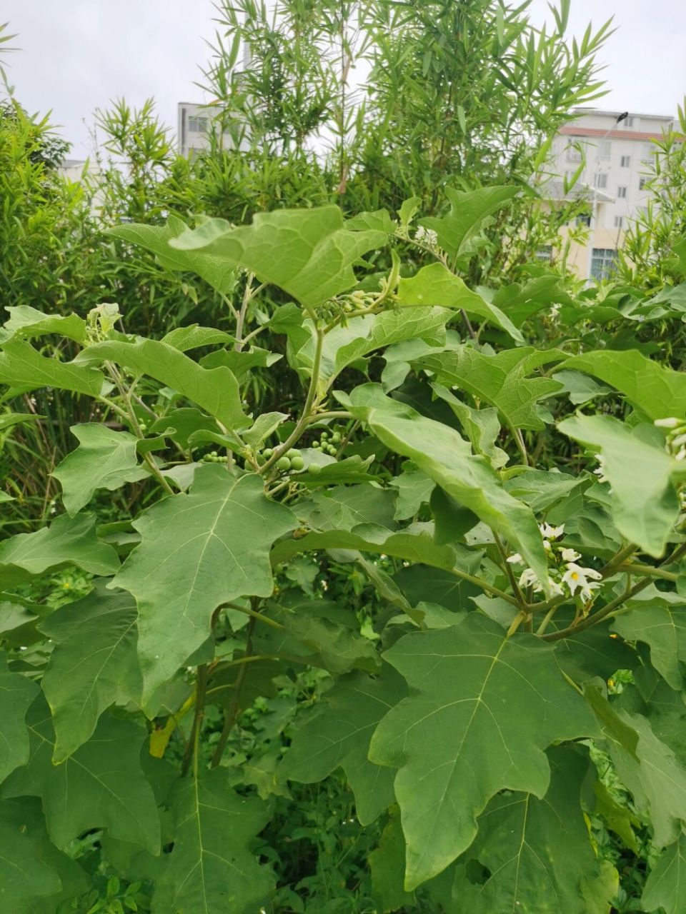 天茄子功效图片