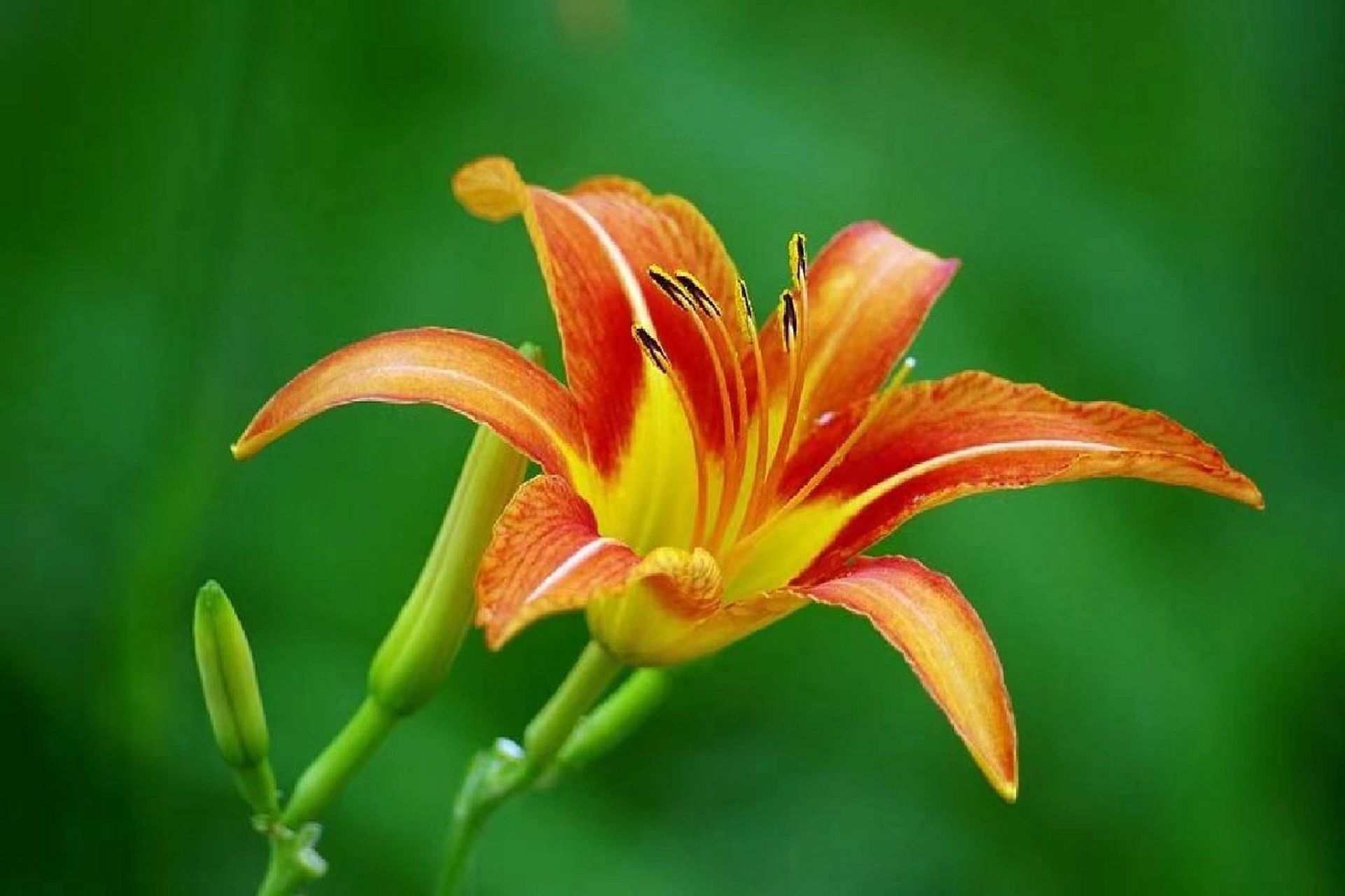 你好,中国花语|萱草 萱草,又称忘忧草,在我国有两千多年的历史.