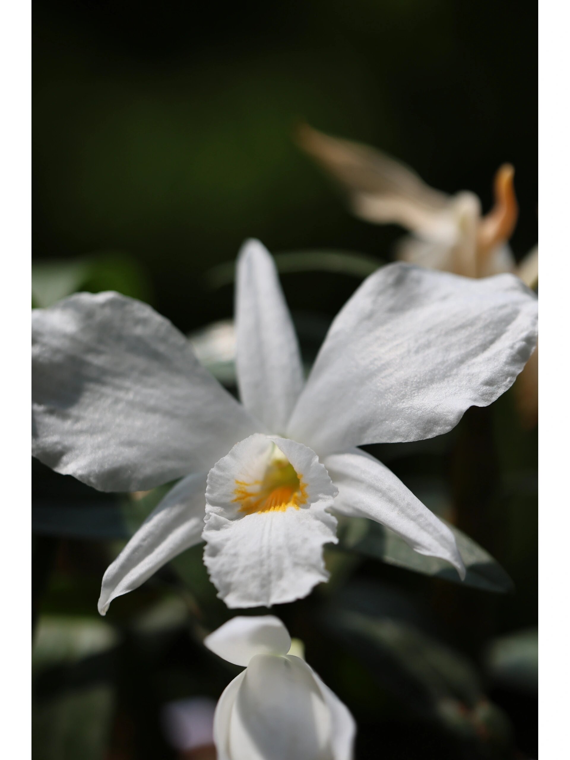 formosum印度原种 春季花期 中型盆栽 大花 印度产原种石斛,附生喜高