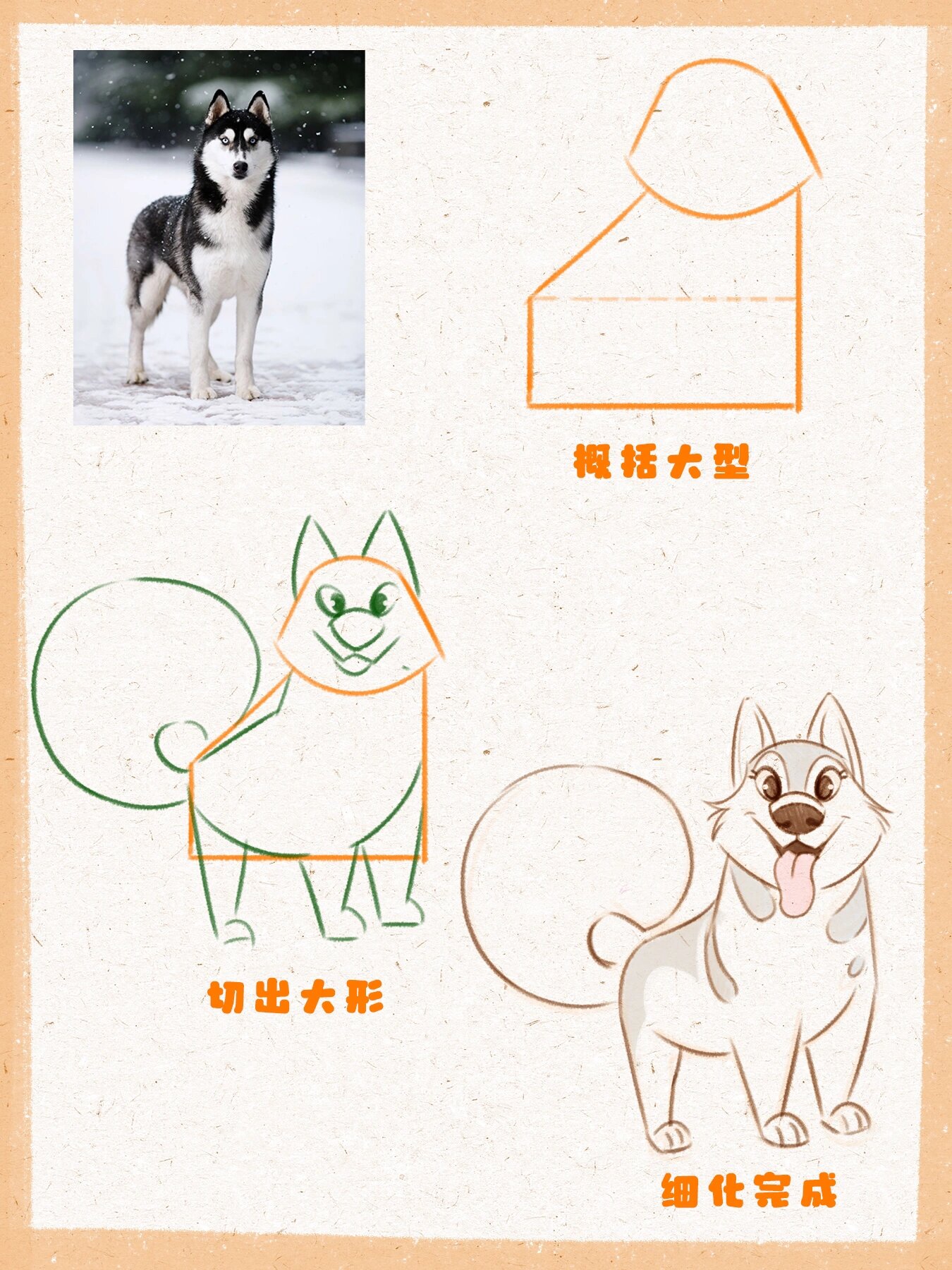 零基础插画教程|小动物几何造型法—哈士奇