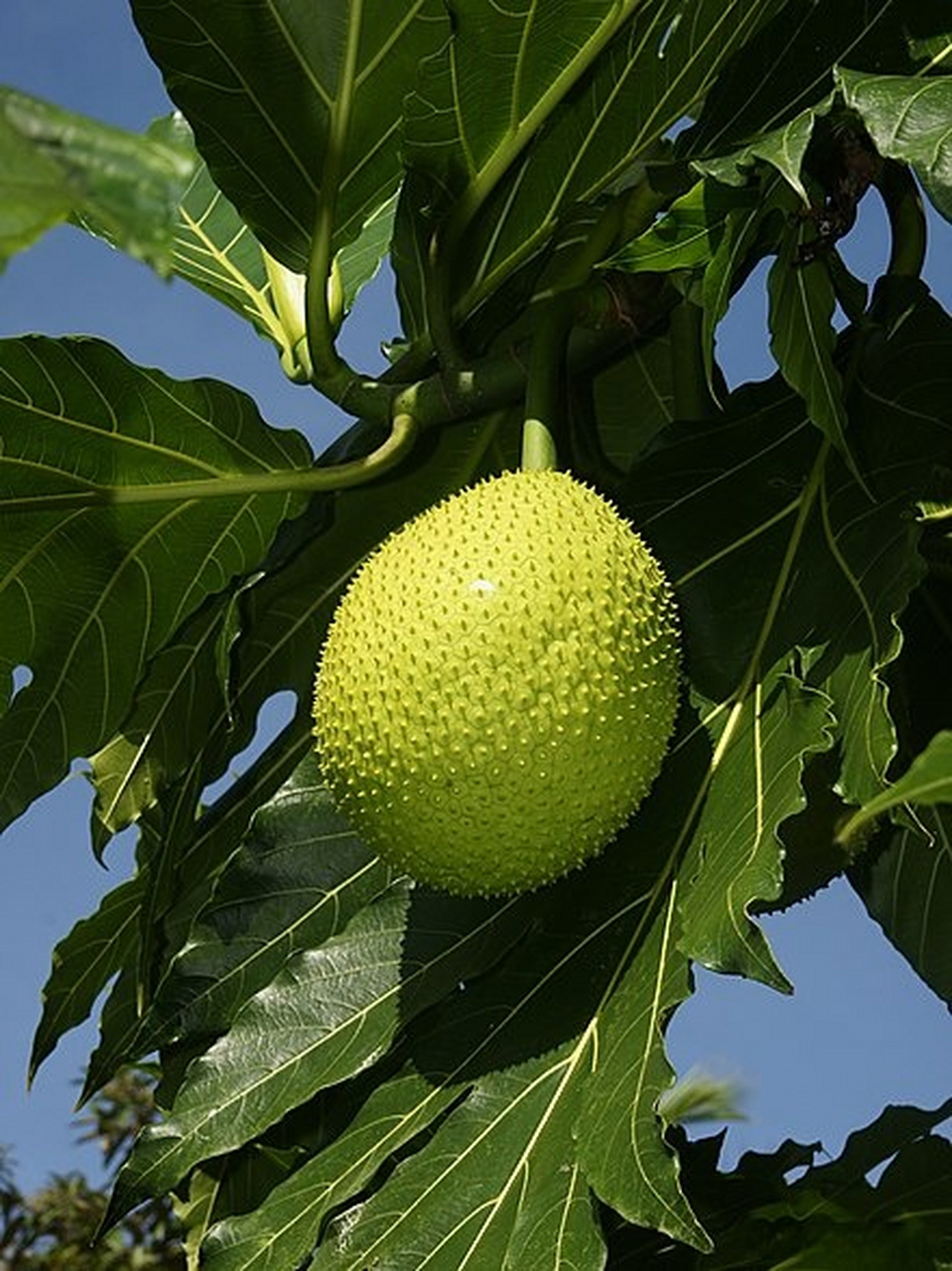 气候变化对面包树的影响  面包树(breadfruit)是桑科波罗蜜属植物,原