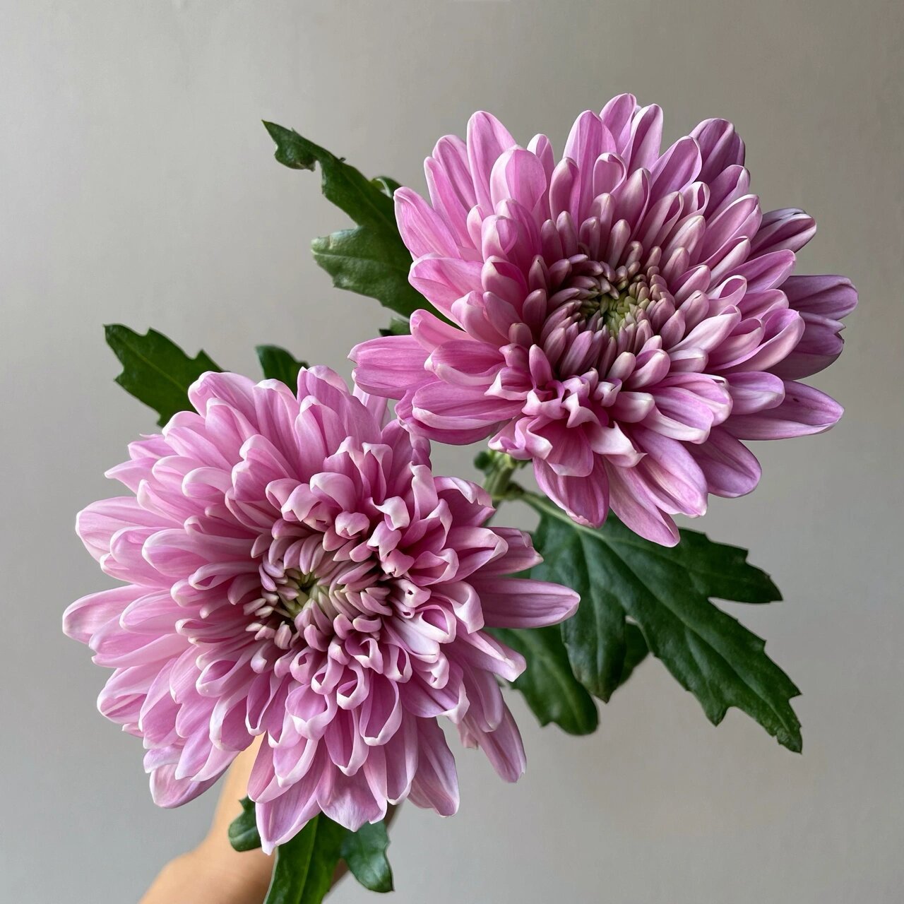 粉紫安娜菊94 学名:"罗斯安娜菊" 它属于粉紫复色的 属于大型菊花