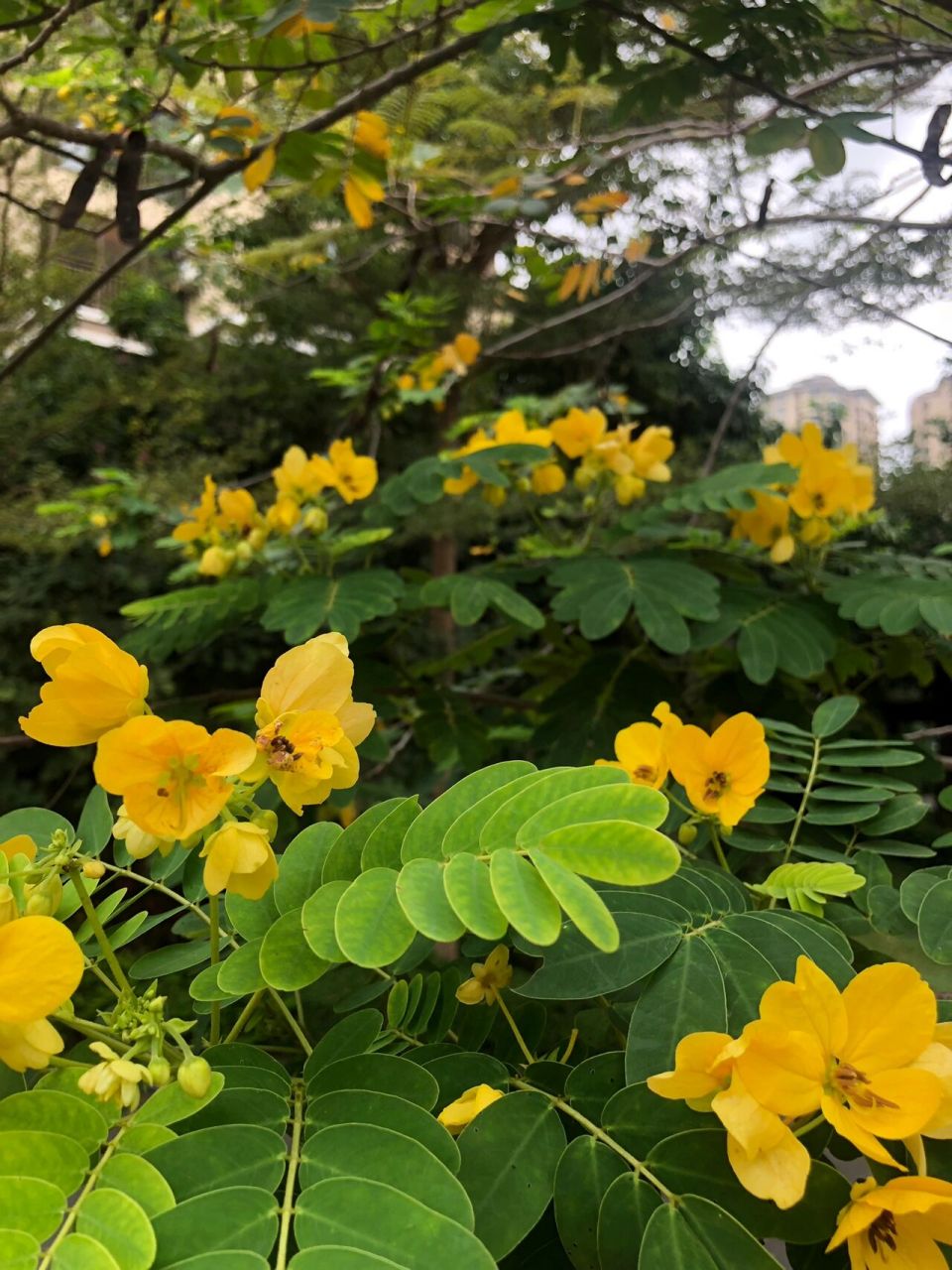 海南的花(30)黄槐 全称:黄槐决明,别名:黄槐 这个花开起来,满树金黄