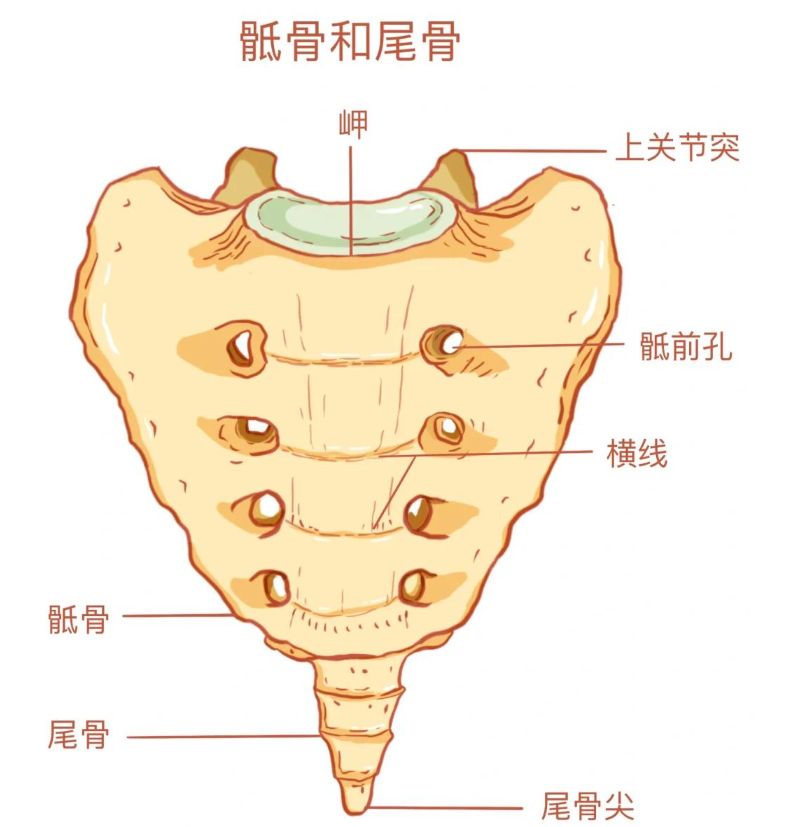 尾椎骨最后一节向里弯曲可能由几种原因导致,需要根据具体原因来