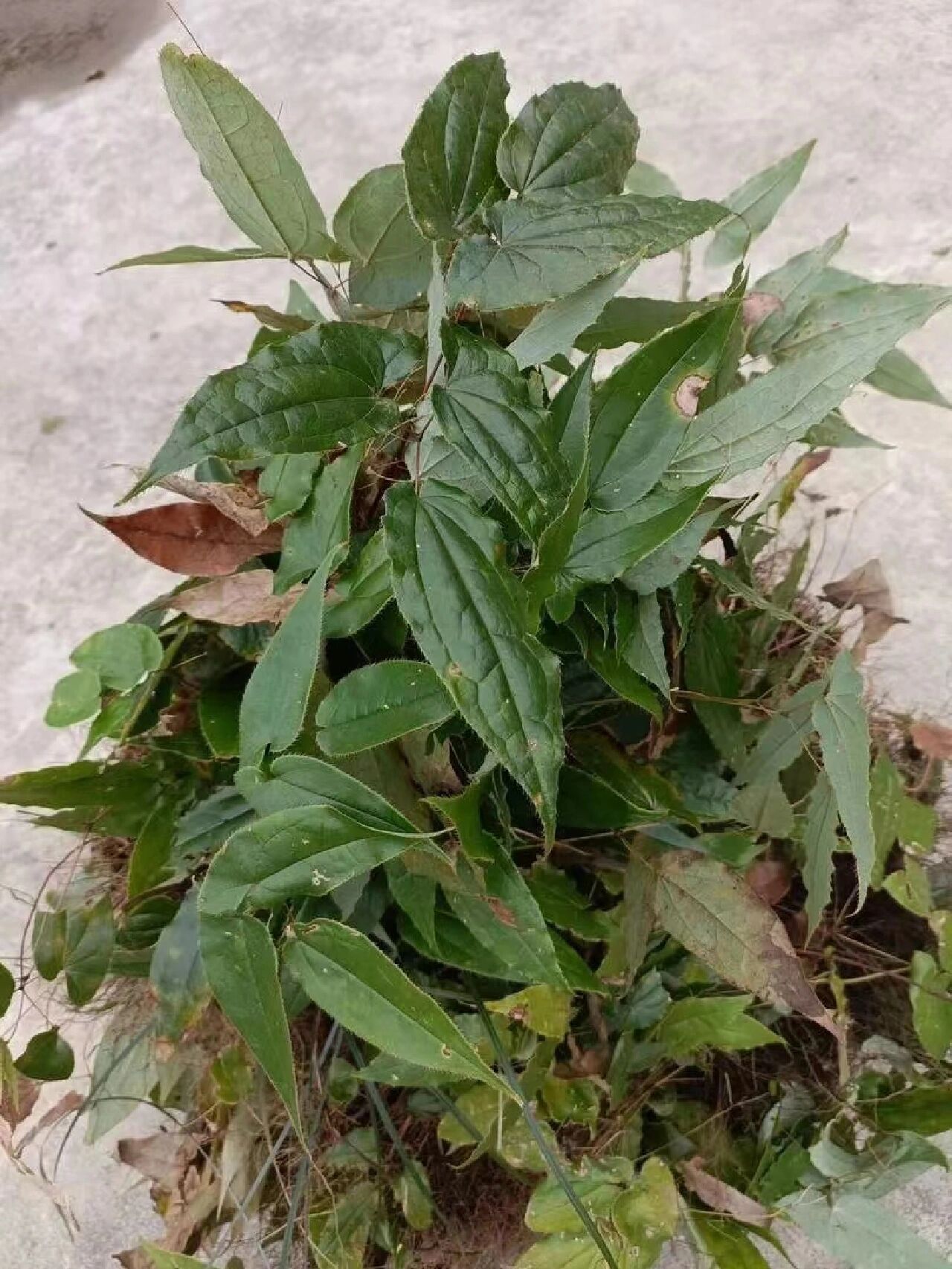 中药淫羊藿  淫羊藿 主要用于男科疾病的治疗 补肾壮阳 强筋骨 去风湿