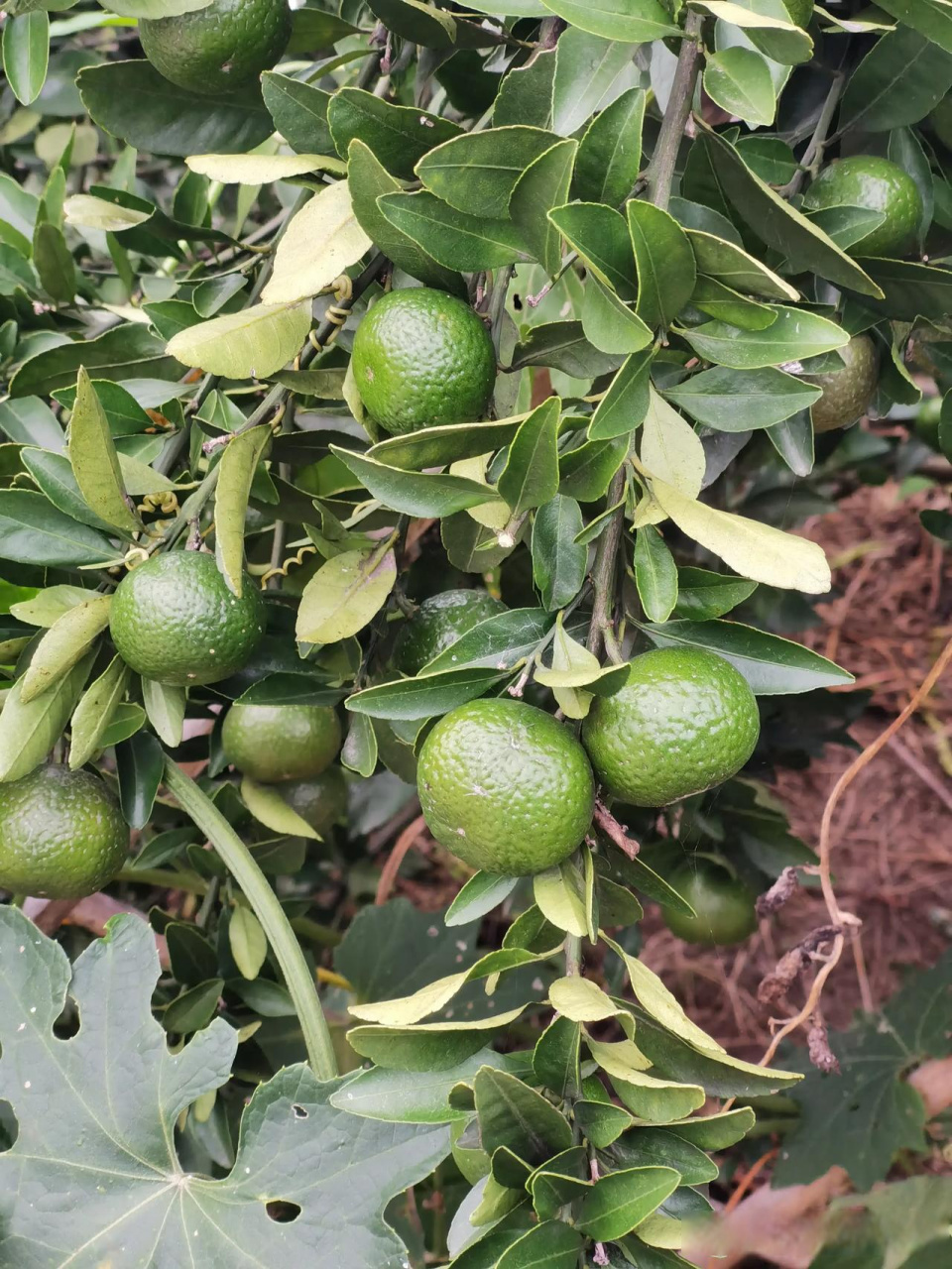 人烟寒橘柚,秋色老梧桐. 秋寒露起,橘柚渐黄.