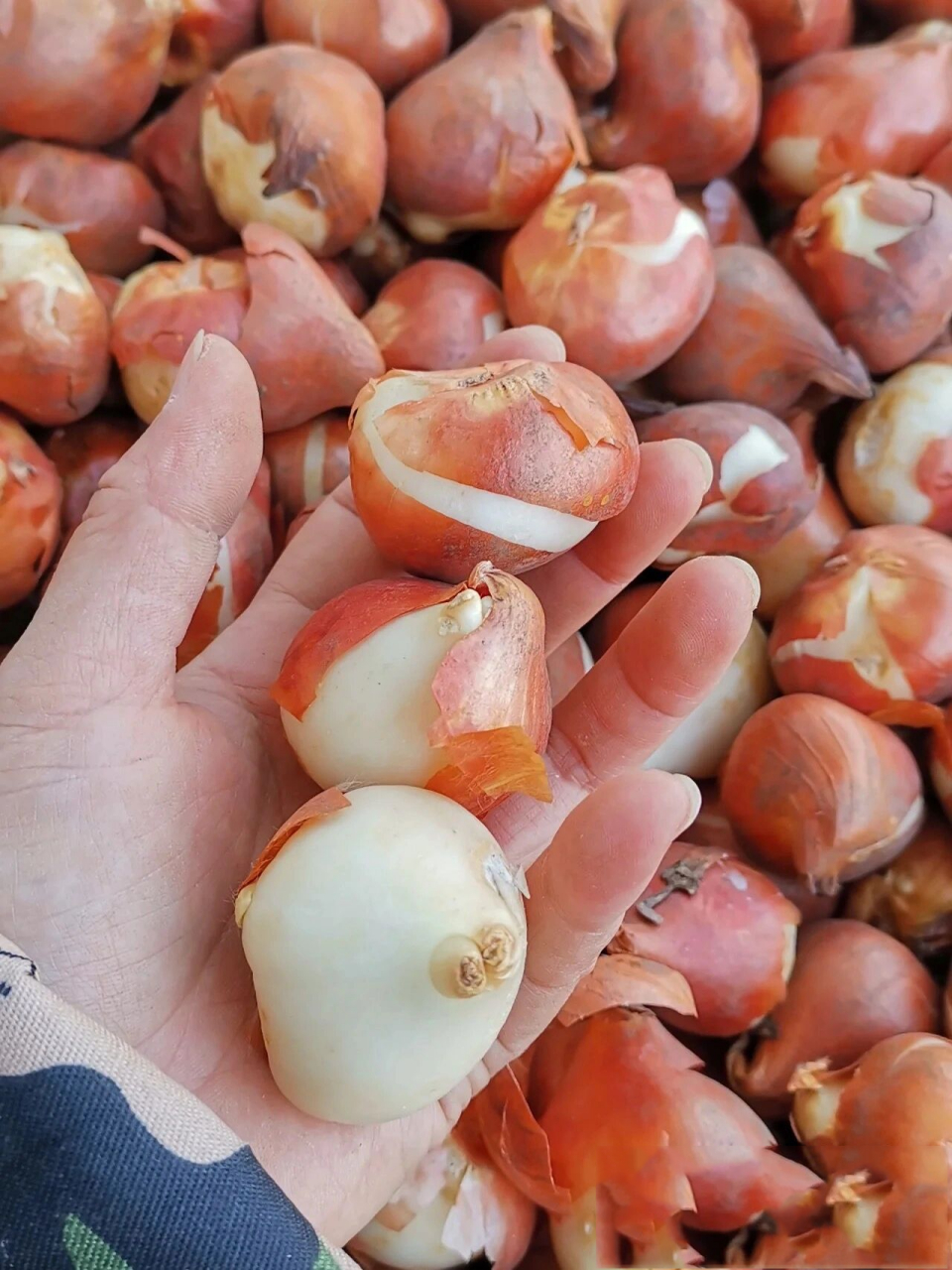 郁金香93种子 鉴于我买到郁金香种子假货的经历,借用小姐姐"十七的