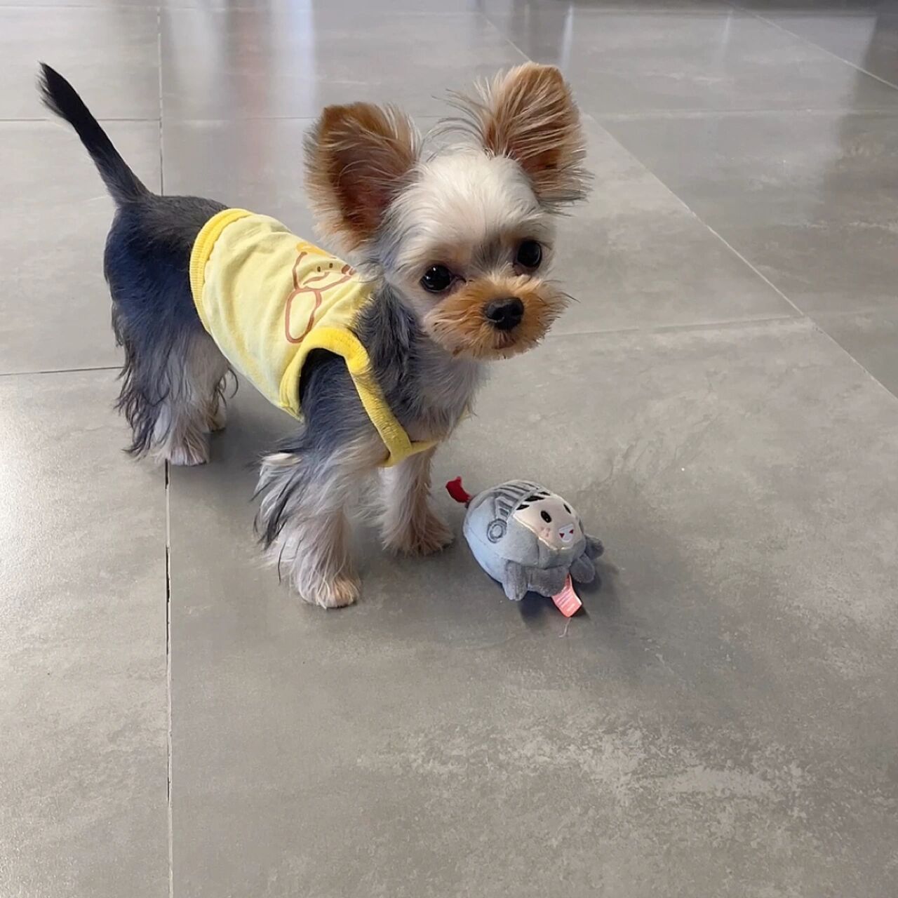 原来约克夏都是要断尾的吗 今天有人提到我们尾巴长,才发现别人的小约