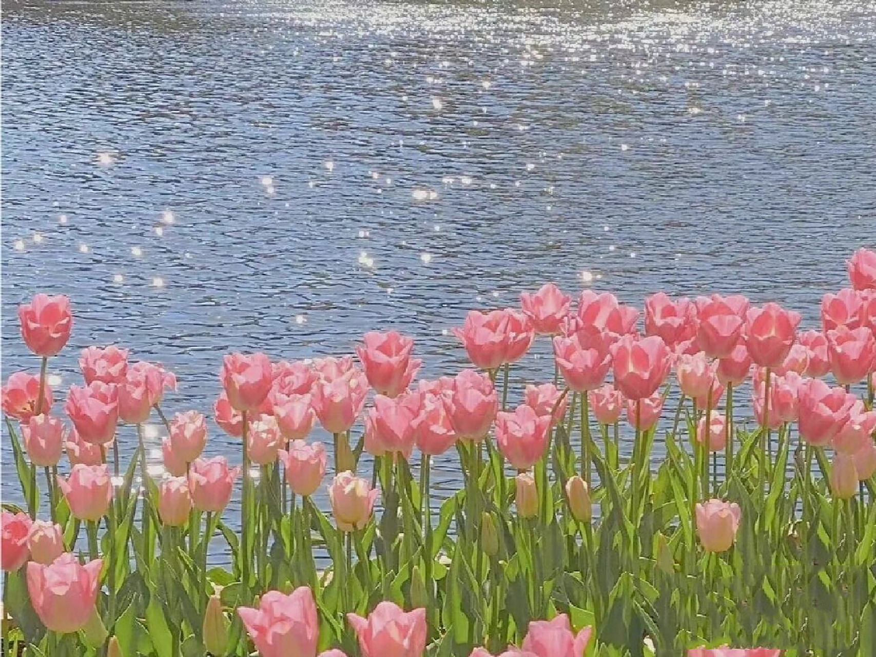 背景图 仙气背景图/郁金香