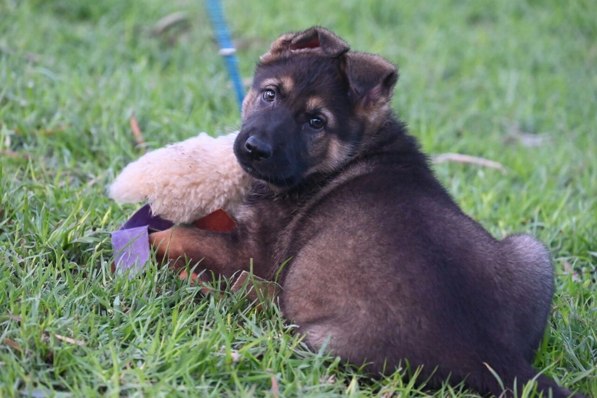 墨尔本注册德牧kennel,专注于breed working line 德国牧羊犬,延续