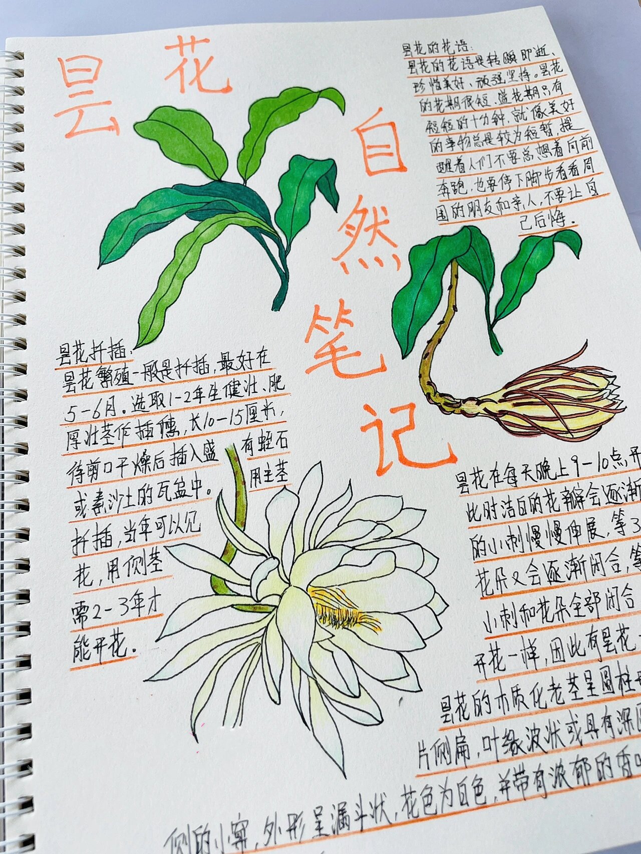 昙花开花过程描写图片