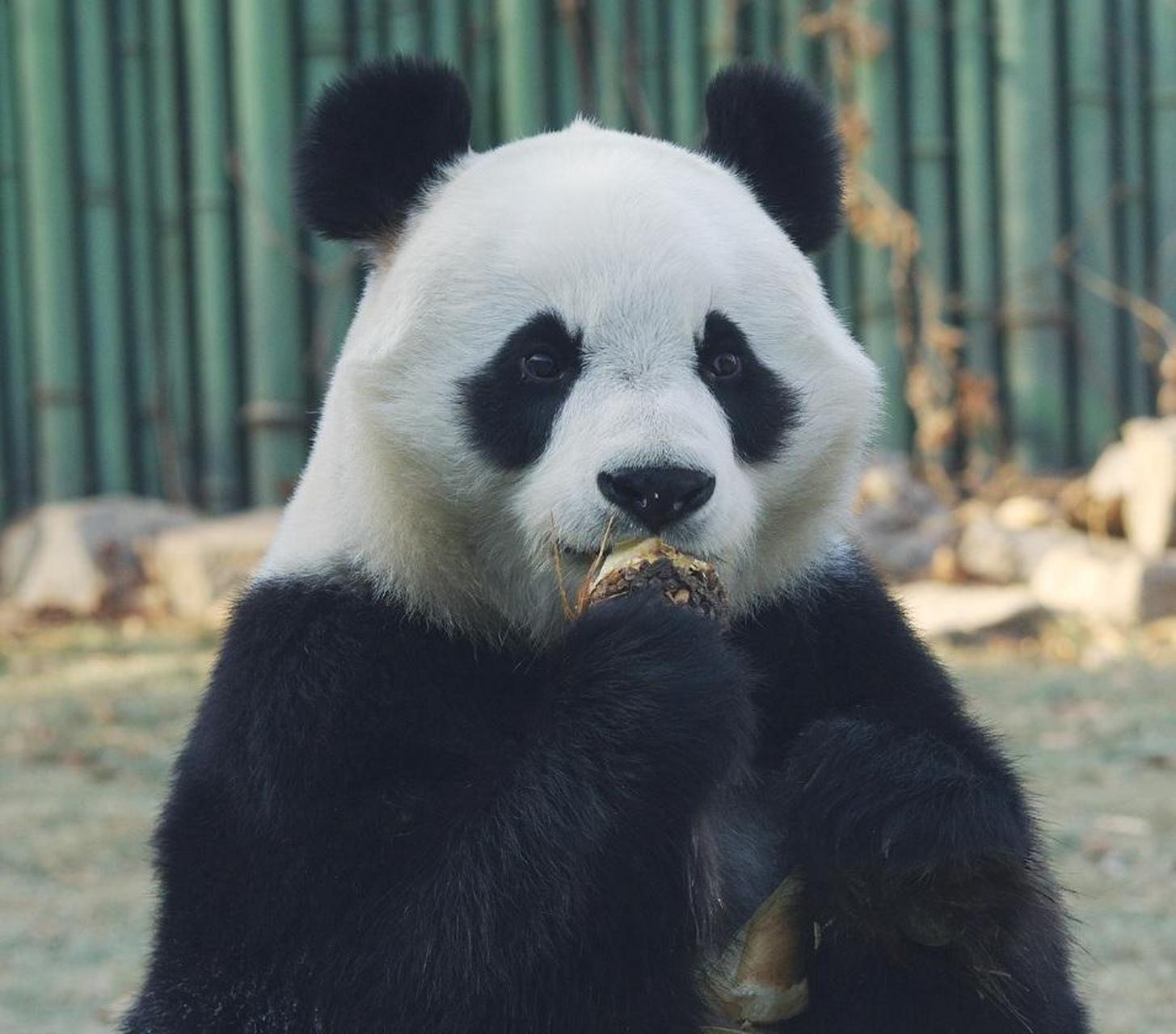 这天加餐时间到,大熊猫小白天算准了奶爸奶妈会在小卖部门口出现,它早