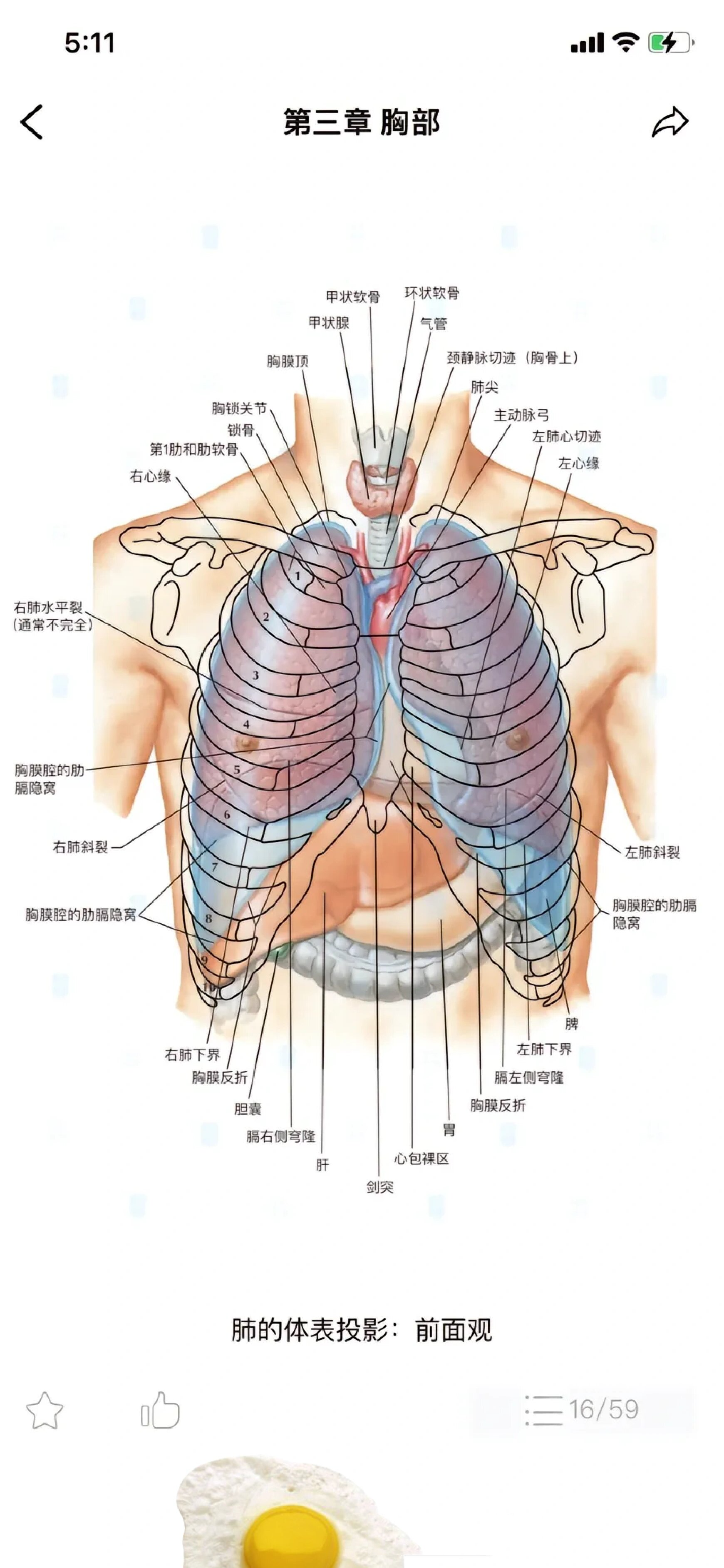 肺手绘解剖图图片