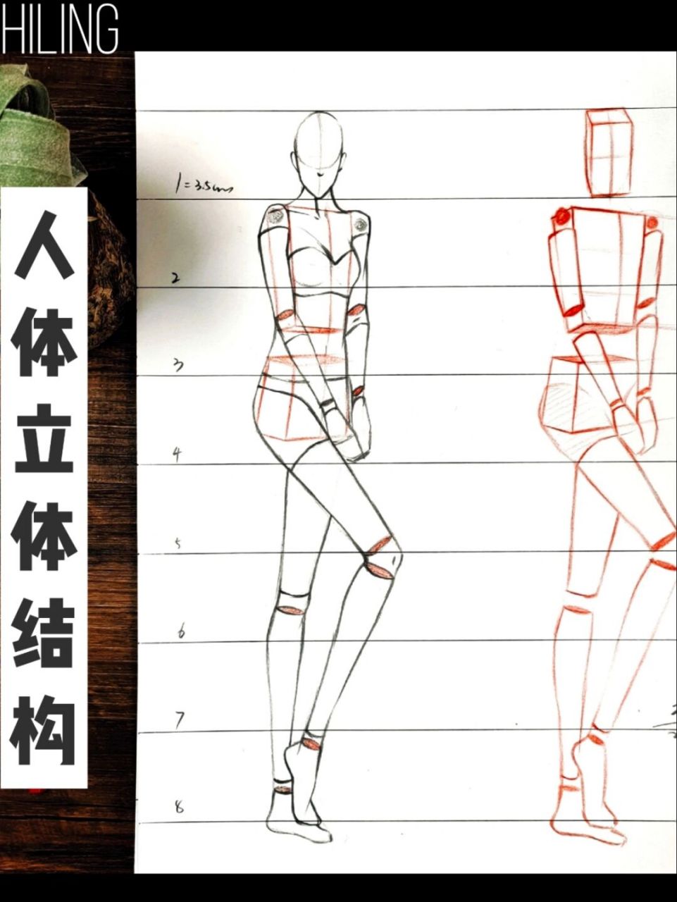 这次分享一些九头身人体的立体结构理解!0202 强调!