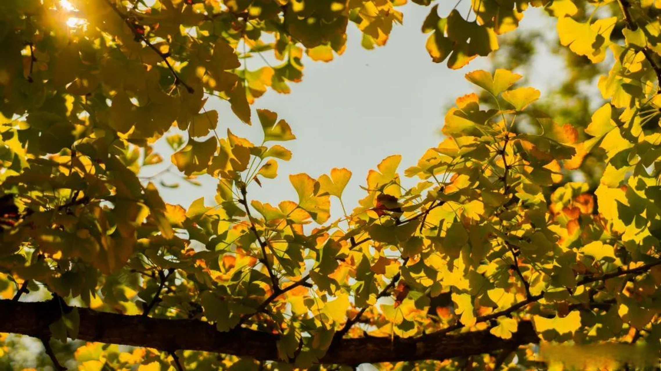 冬天有多美# 【腾冲中和银杏林近期黄情播报】目前,中和银杏林银杏叶