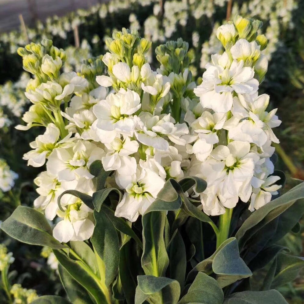 白色紫罗兰,是紫罗兰的一种.花语为"洁白无